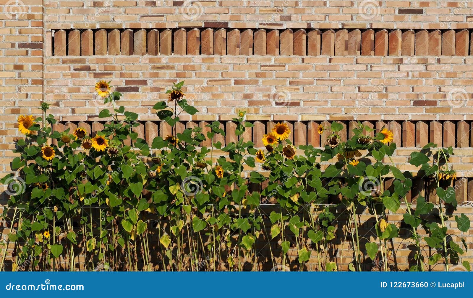 A Sunflowers Row in Front of a Brick Wall in the Middle of Summer