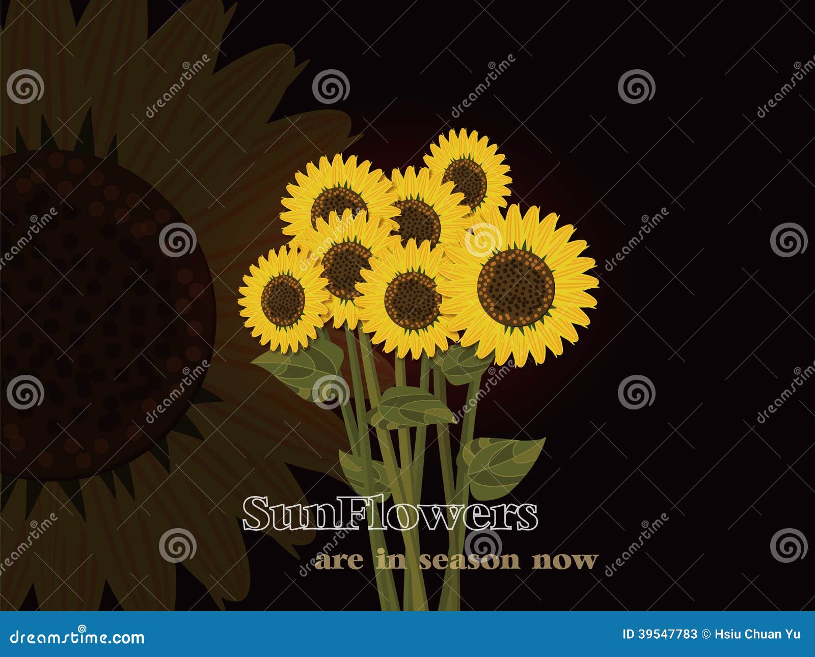 Sunflowers are in Season Now !! Stock Vector Illustration of stem
