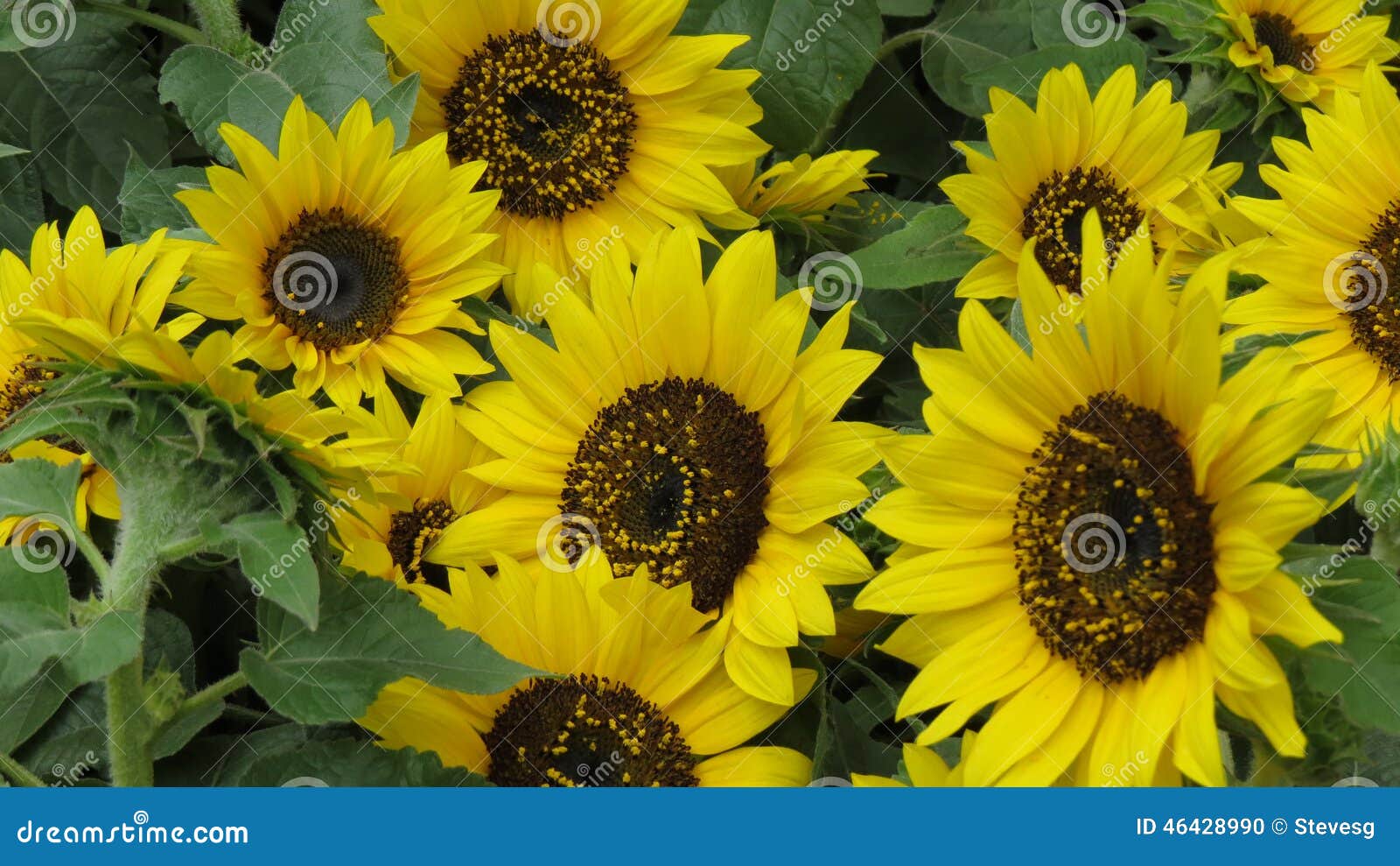 Sunflowers stock photo. Image of yellow, nature, agriculture 46428990