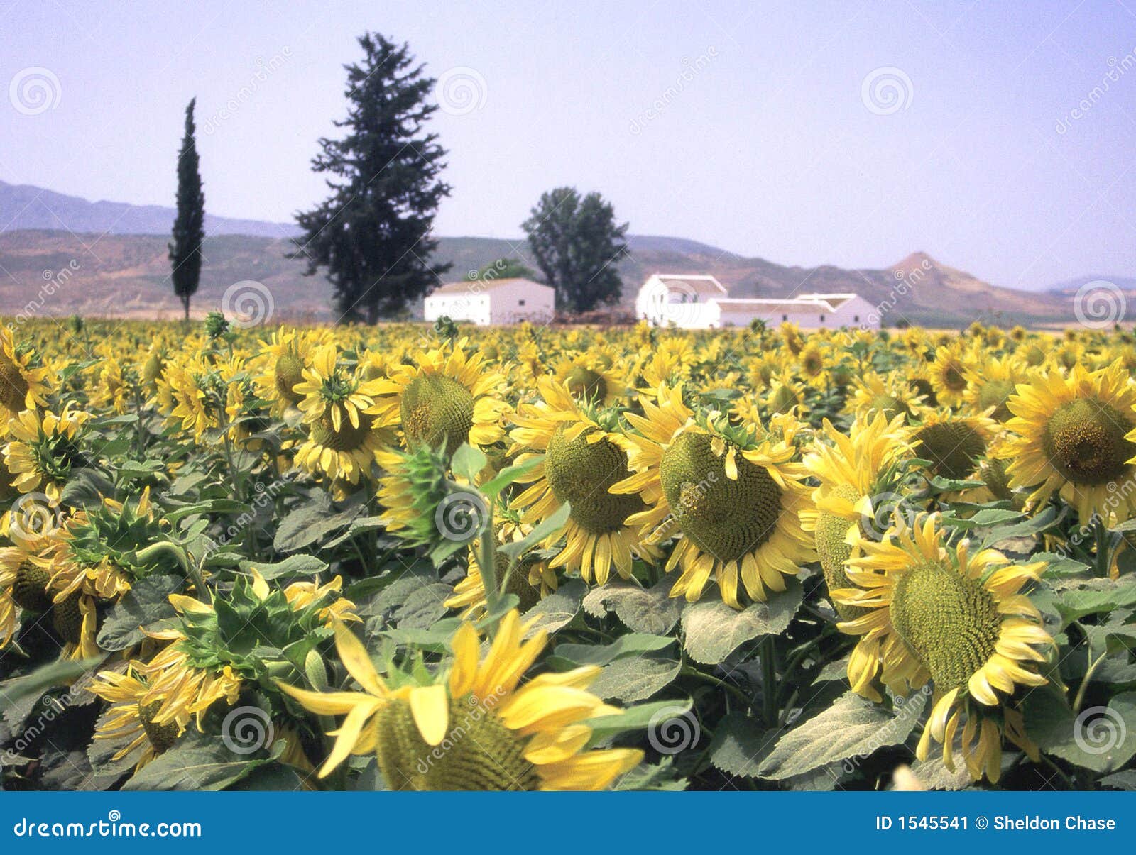 Sunflowers of Spain stock image. Image of landscape, spain 1545541