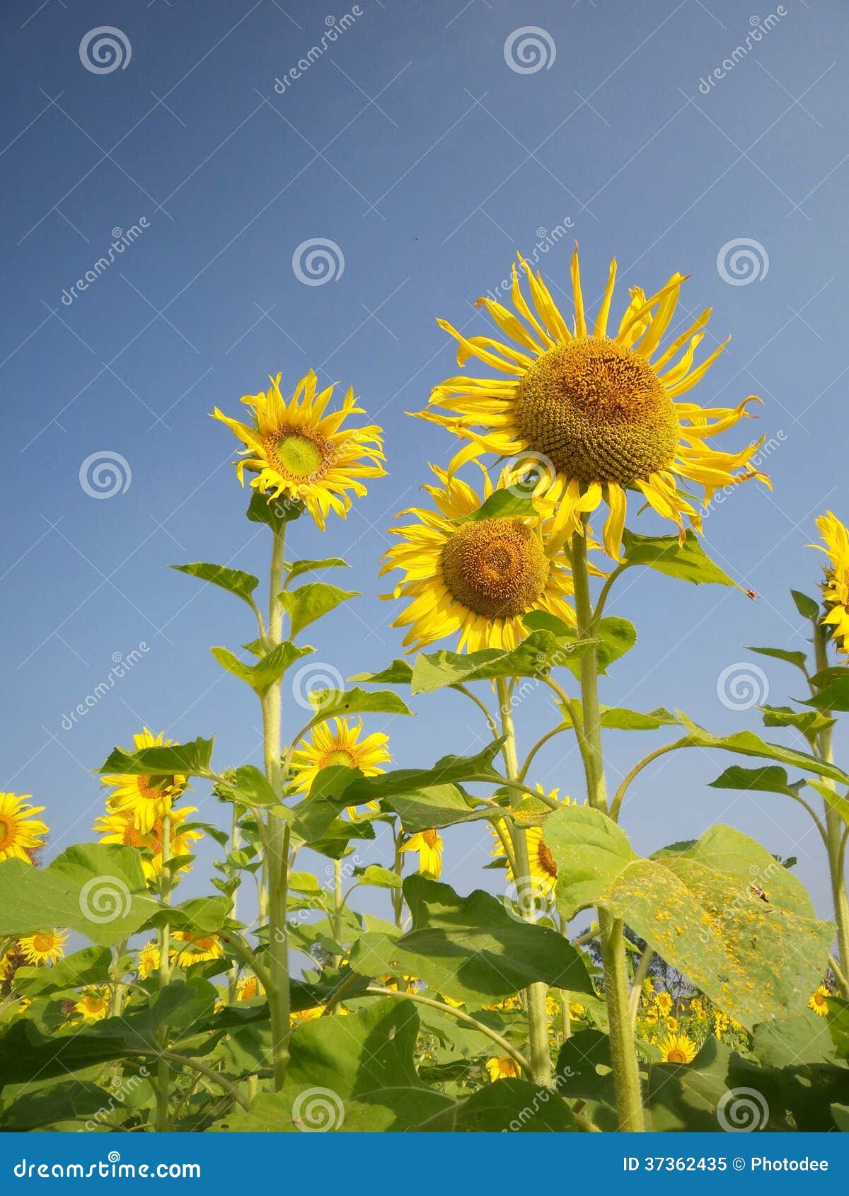 Sunflowers in summer stock image. Image of natural, flora 37362435