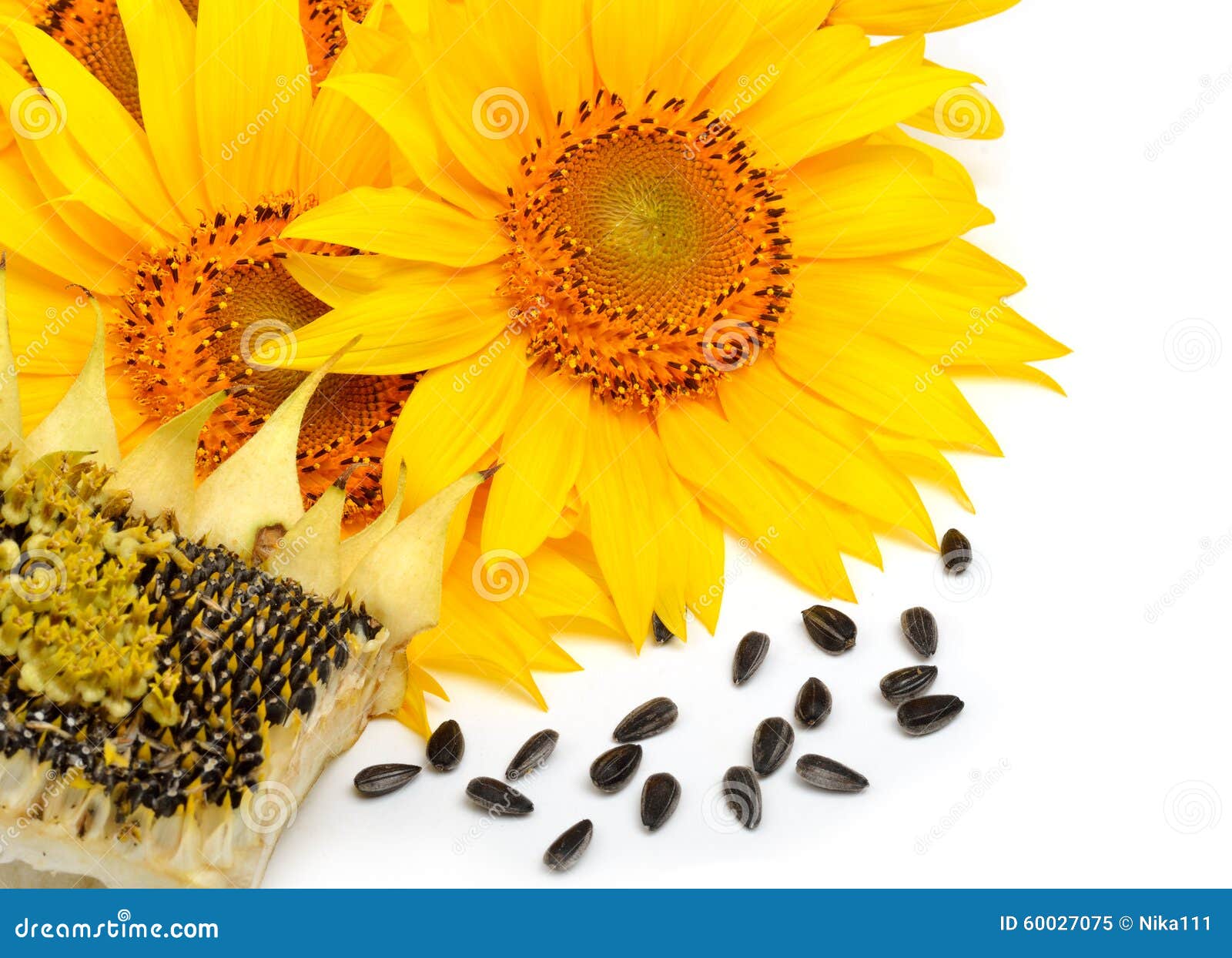 Sunflowers and Sunflower Seeds Isolated on White Background Stock Image ...