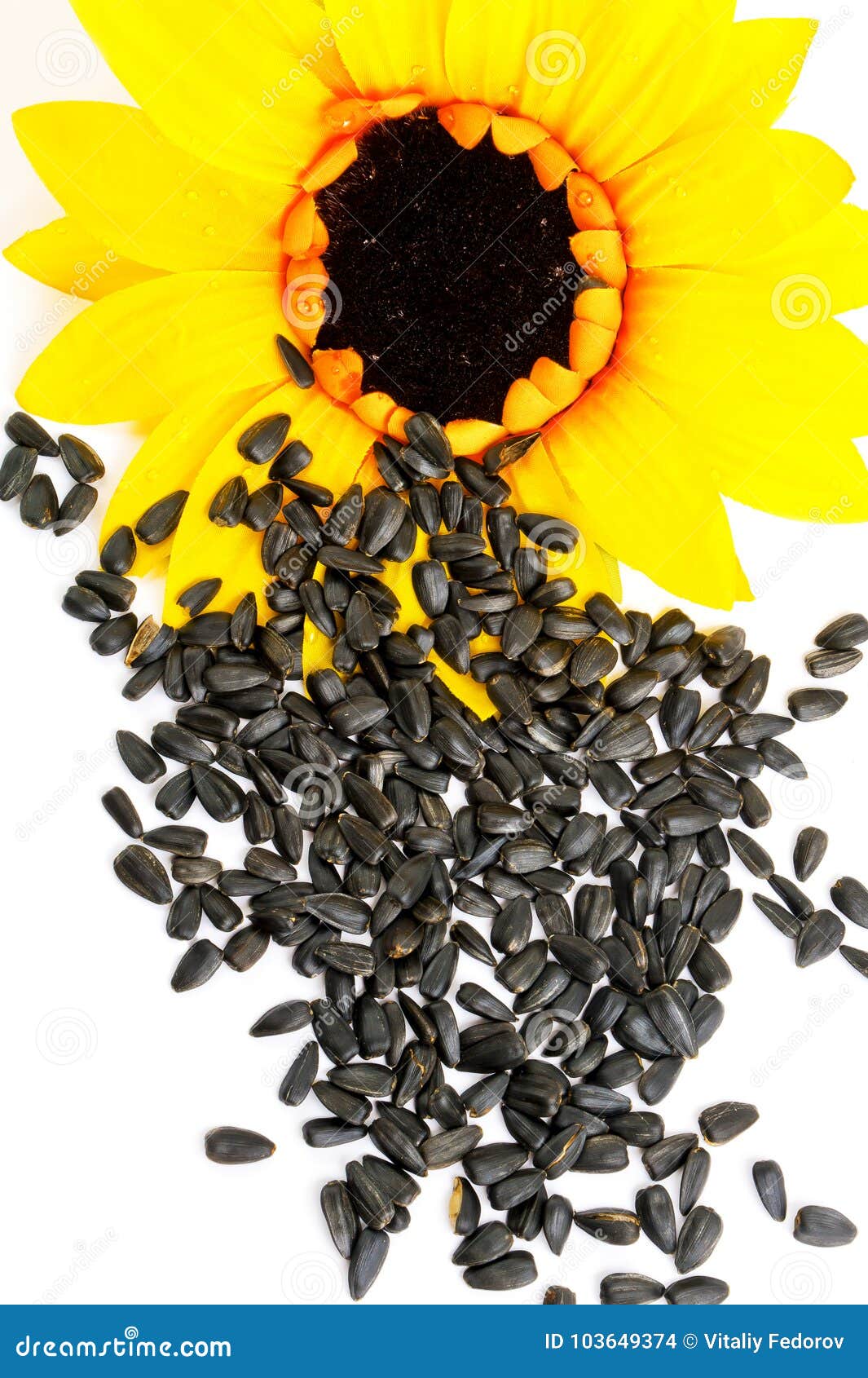 Sunflowers and Sunflower Seeds on a White Background Stock Photo ...