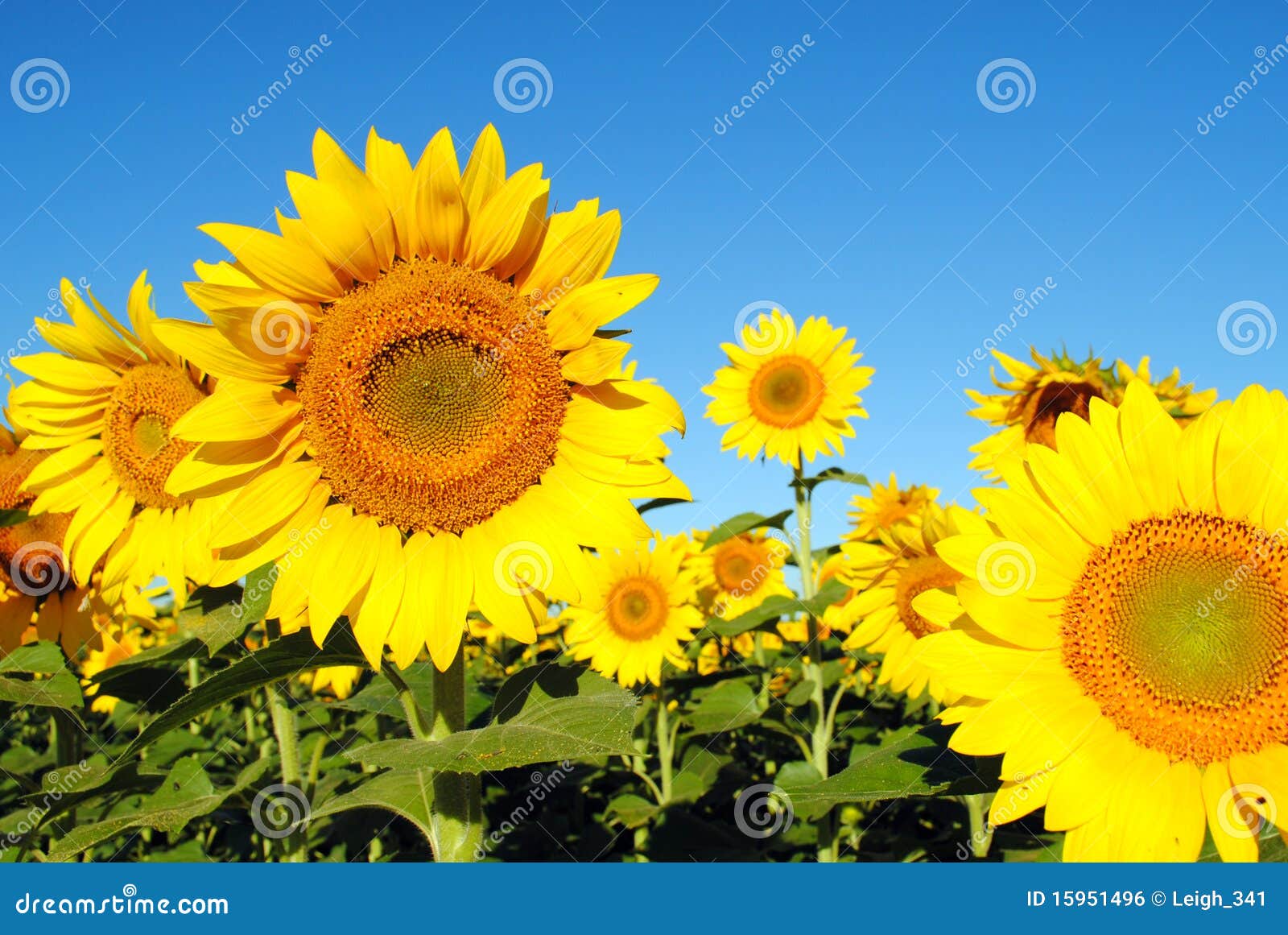 sunflowers on a sunny day