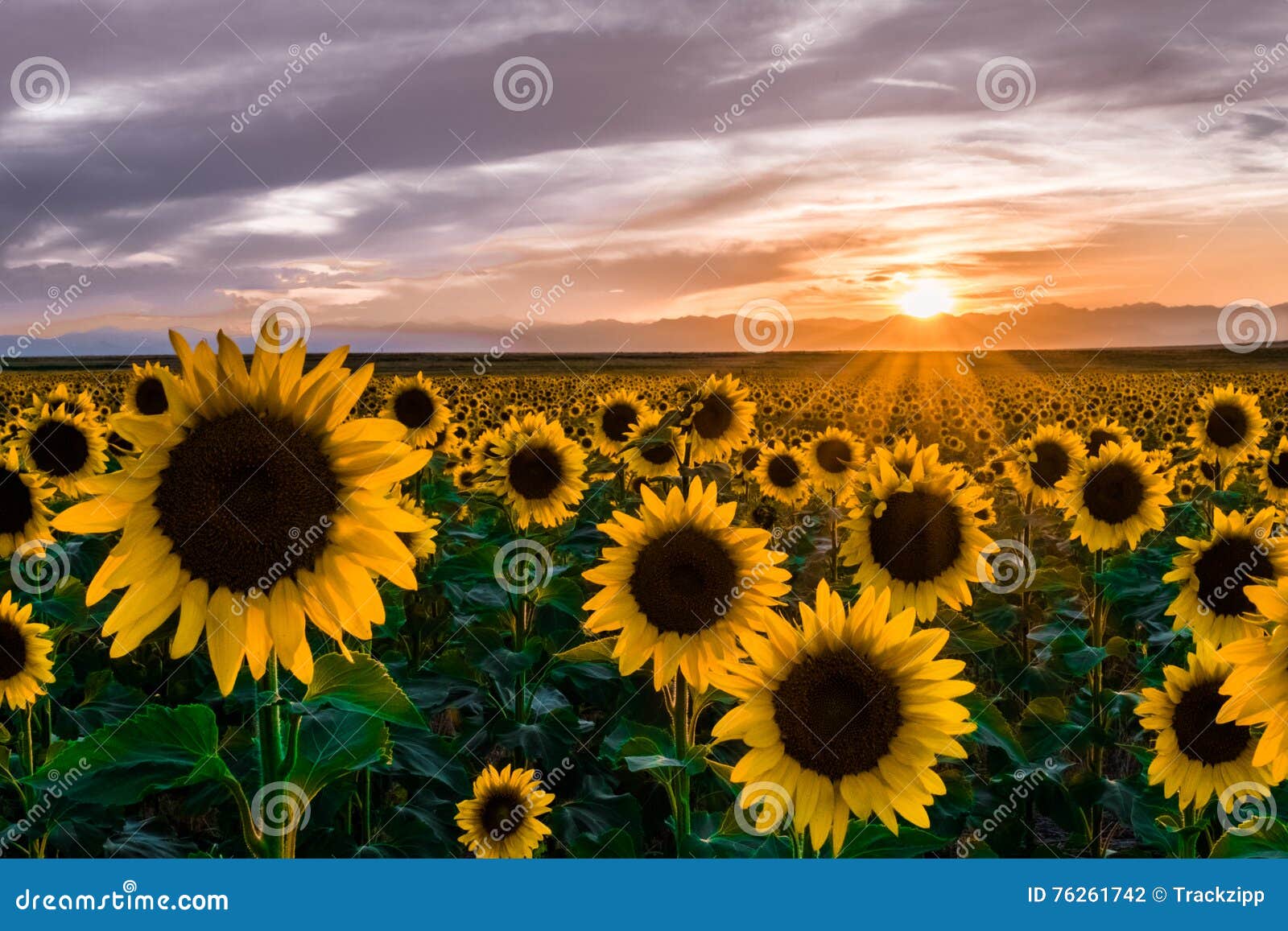 sunflowers at sunset