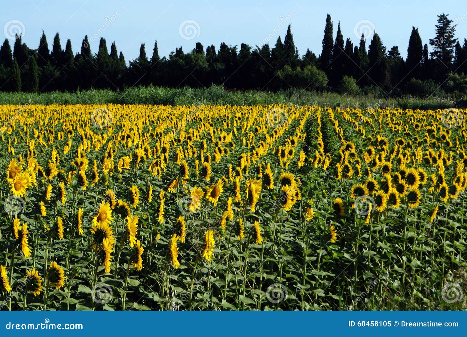 Sunflowers turn the sun stock image. Image of beauty 60458105
