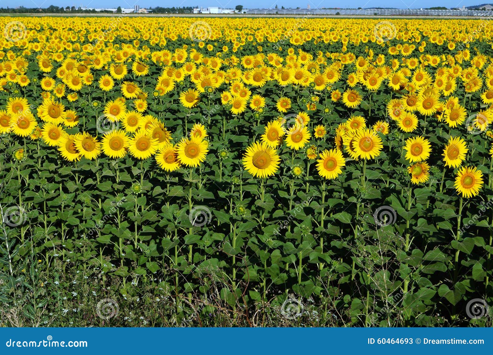 Sunflowers turn the sun stock image. Image of coloured 60464693