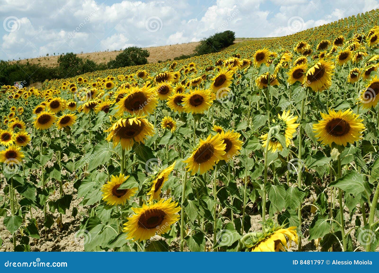 Sunflowers in Tuscany farm stock image. Image of landscape 8481797