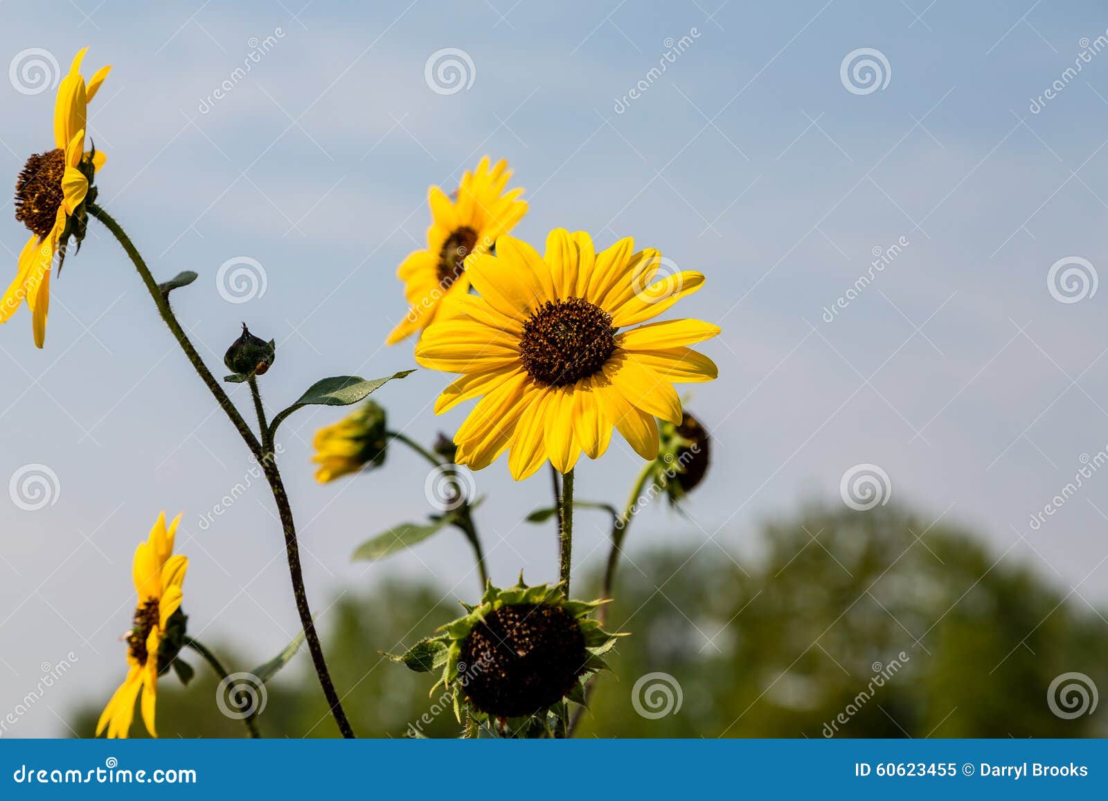 Sunflowers in Two Directions Stock Image Image of round, flower 60623455