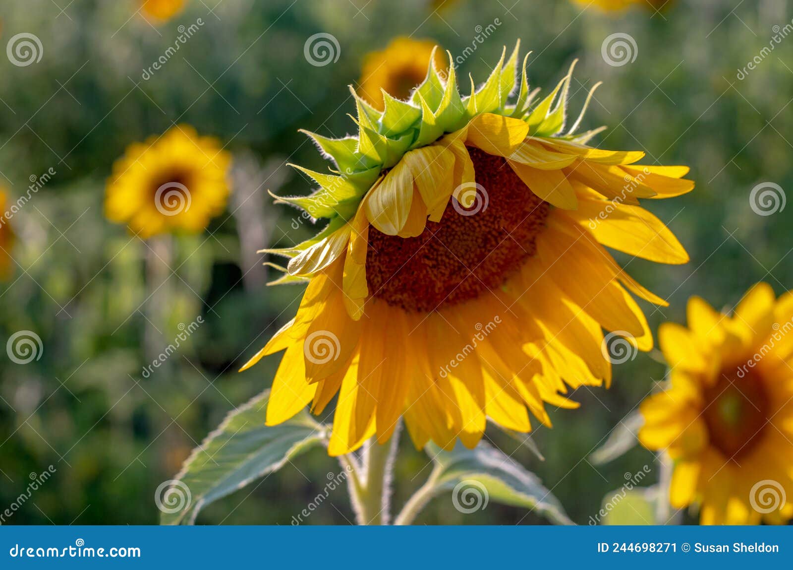 Sunflowers for Ukraine in Solidarity Stock Image Image of agriculture