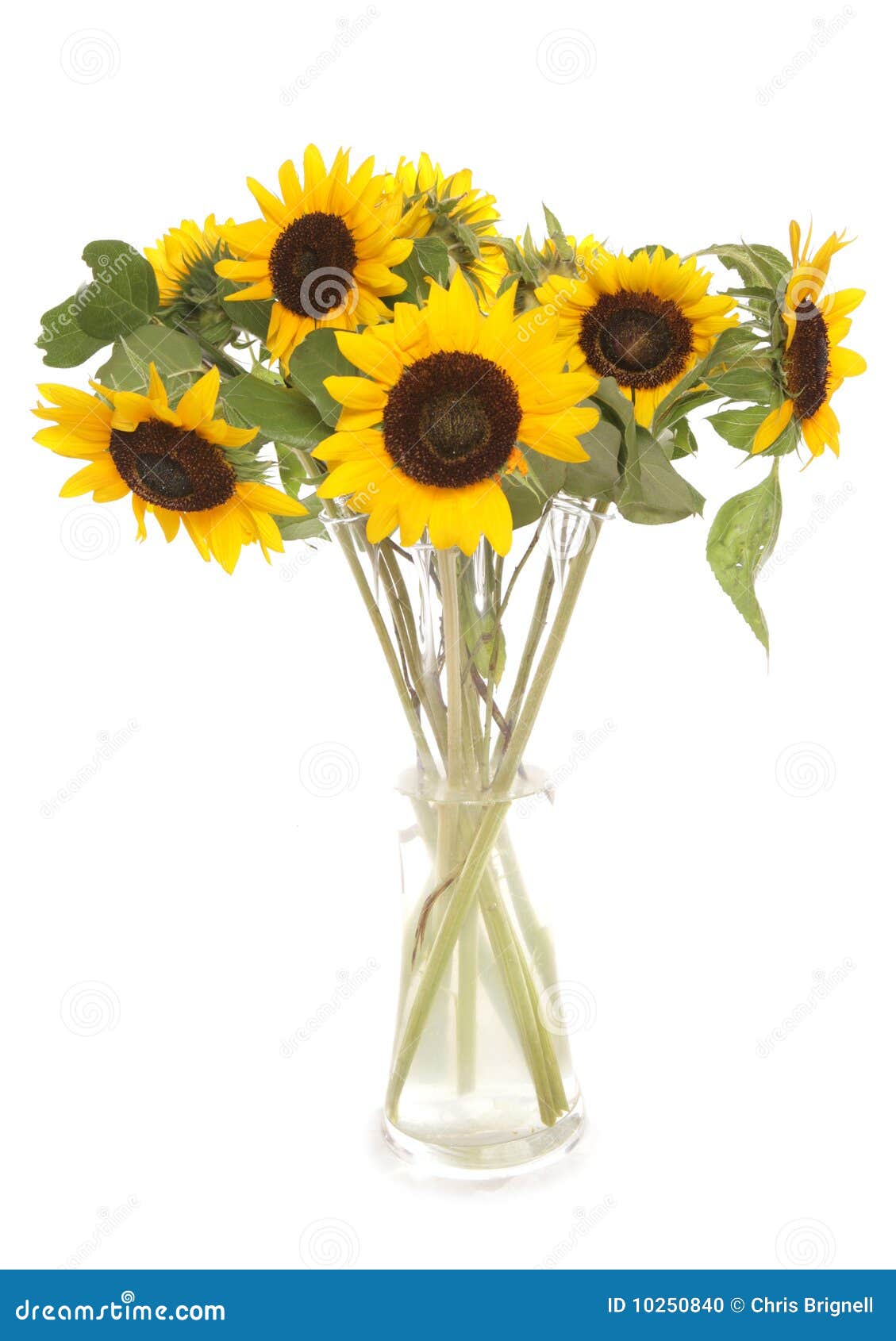 2,410 Sunflowers Vase Photos Free & RoyaltyFree Stock Photos from