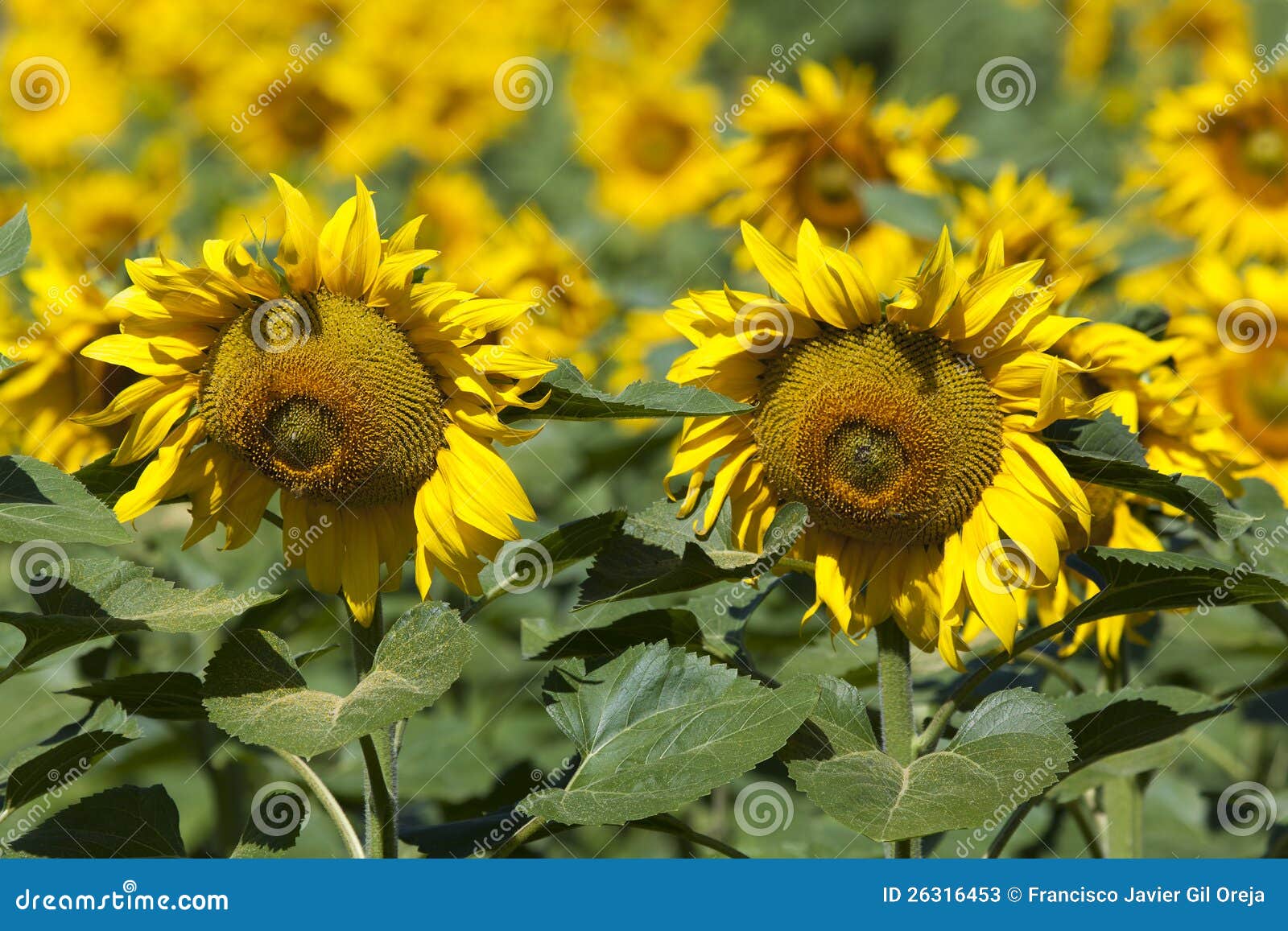 sunflowers, villarcayo