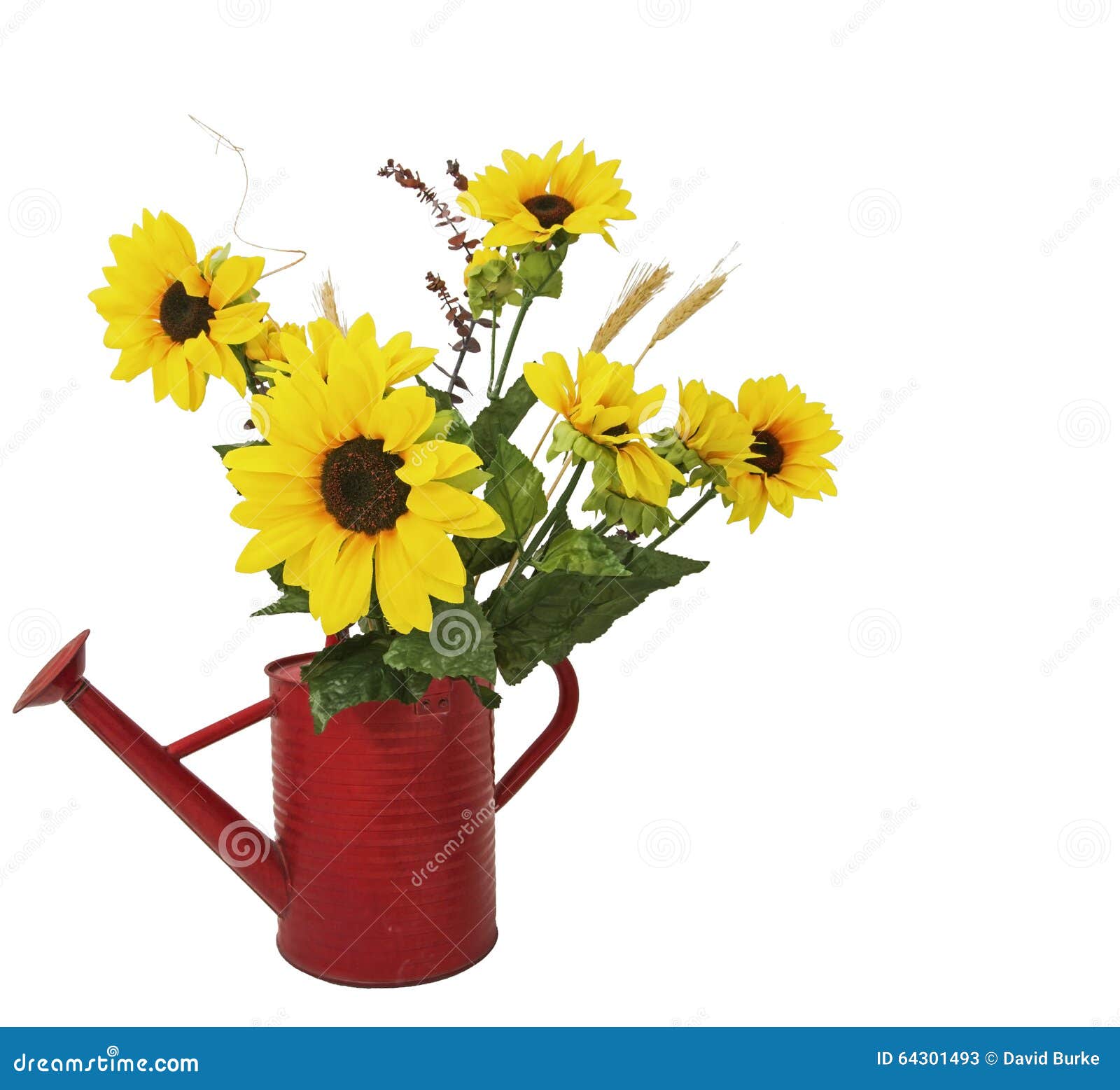 Sunflowers Watering Can White Isolated Cutout Stock Image - Image of ...