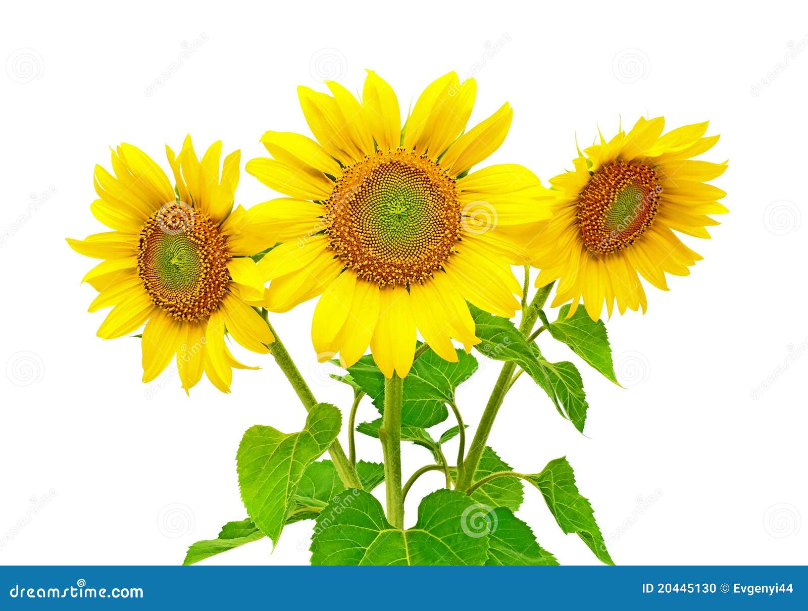 Sunflowers on a white background. Three sunflower closeup isolated on white background