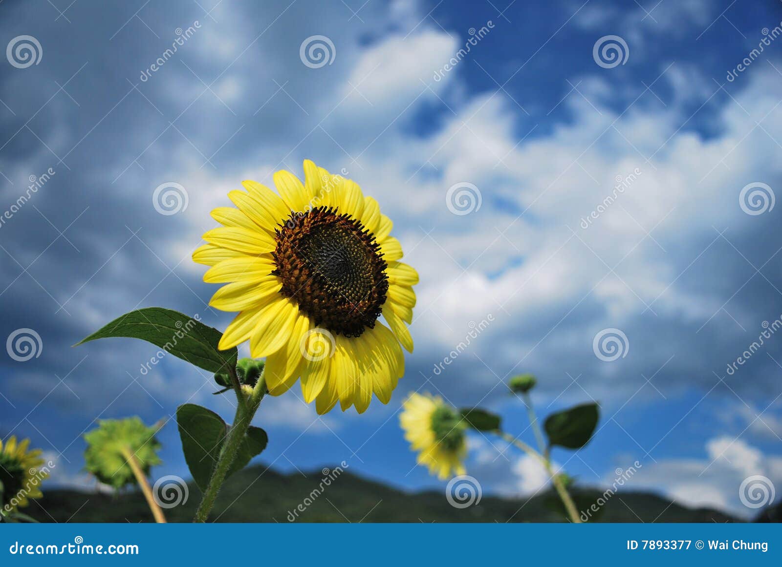 Printable Wind Blown Sunflower Template