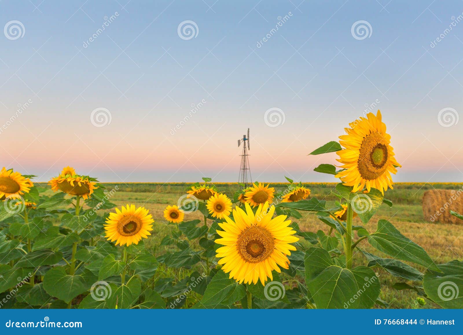 Sunflowers and windmill stock photo. Image of flowers 76668444
