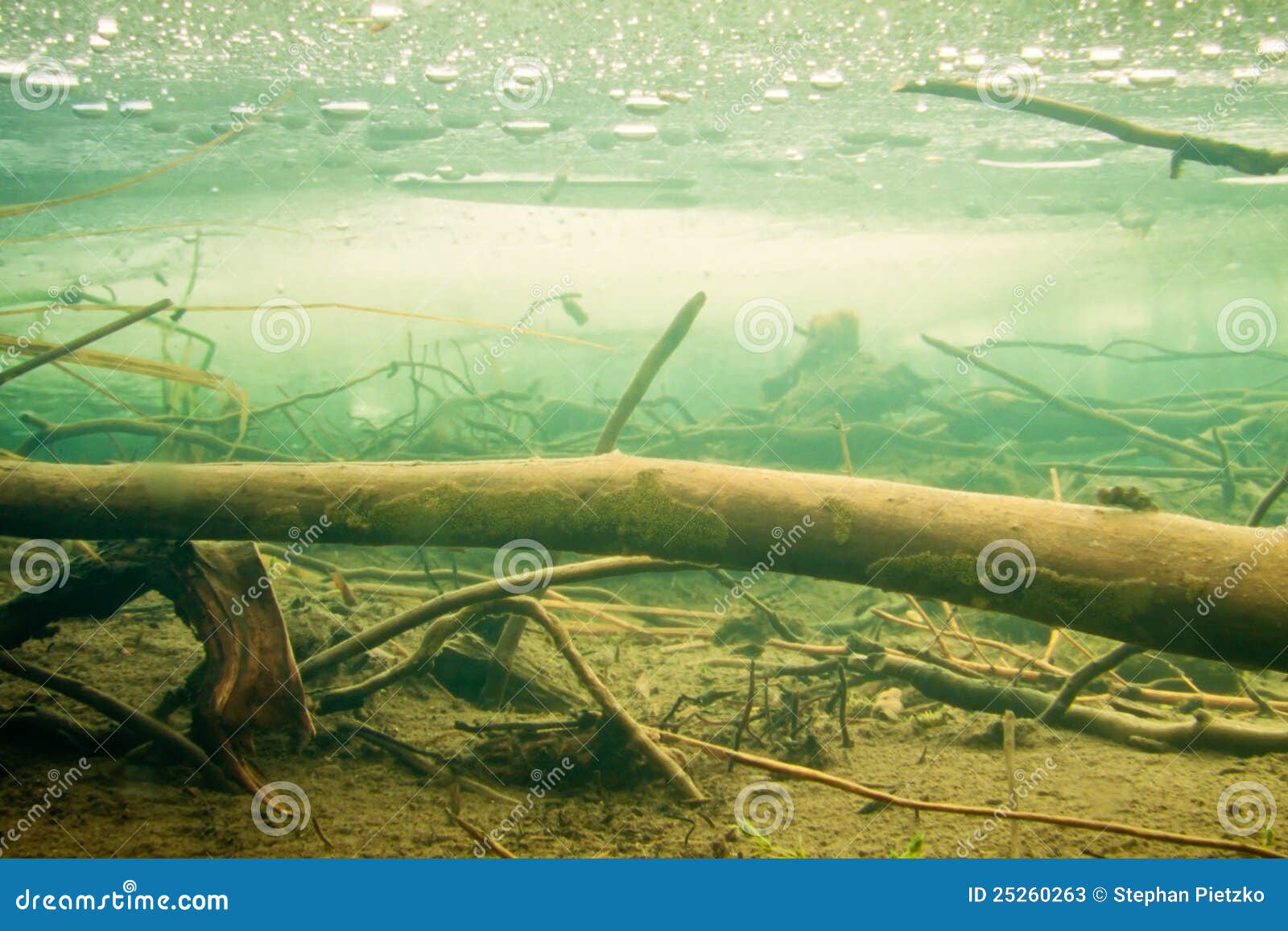 sunken wood under the ice in frozen beaver pond