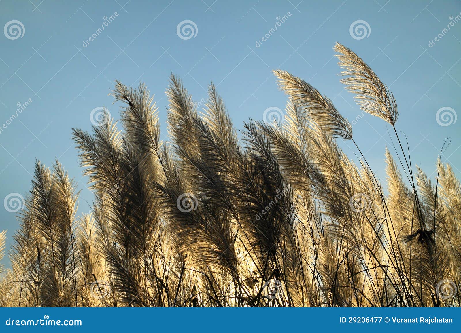 Sunlight Behind the Pampas Grass Flowers Stock Image Image of