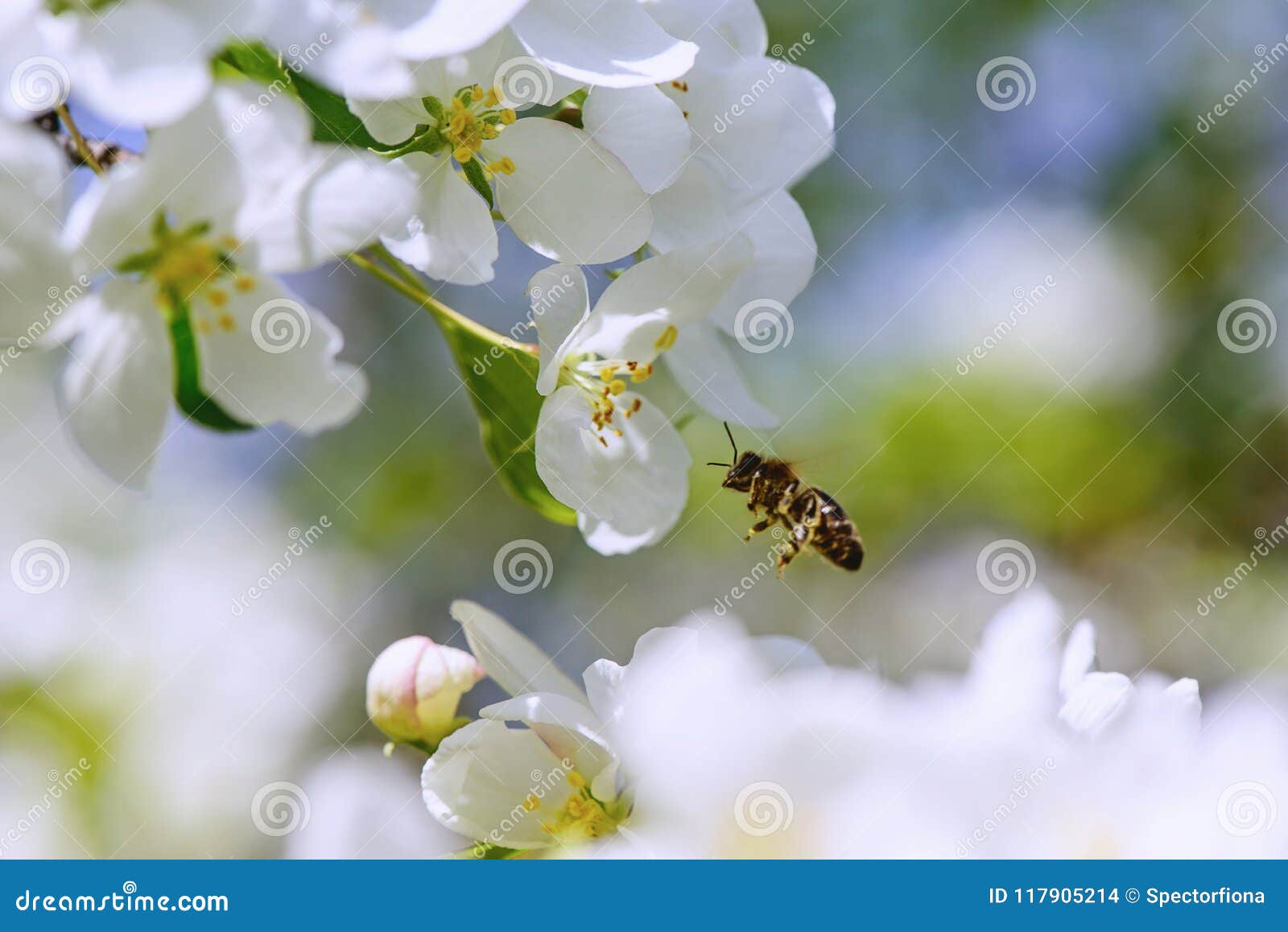 sunlight on branch with appleblossom on appletree in spring on the green backround with bee