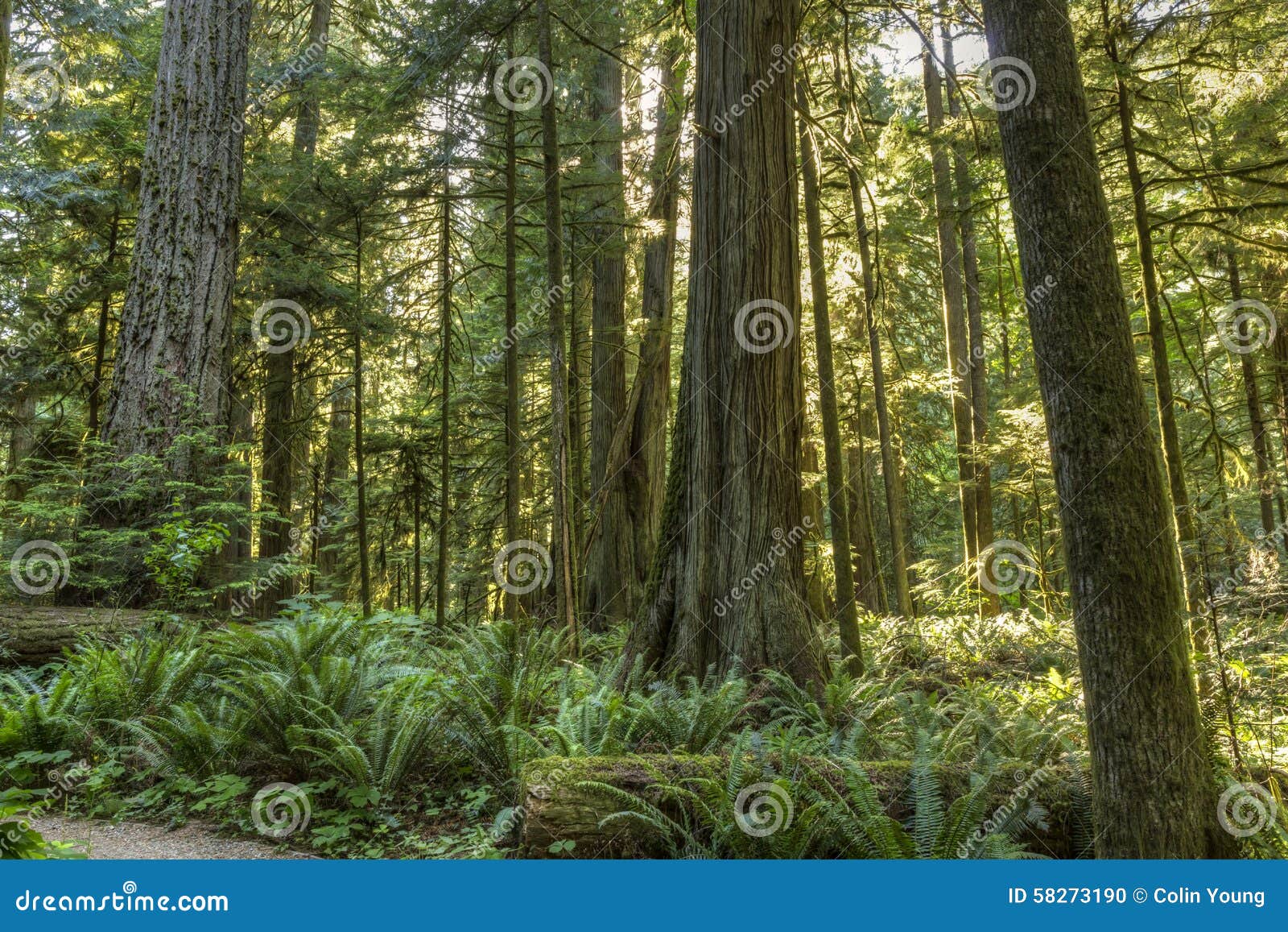 sunlight in cathedral grove