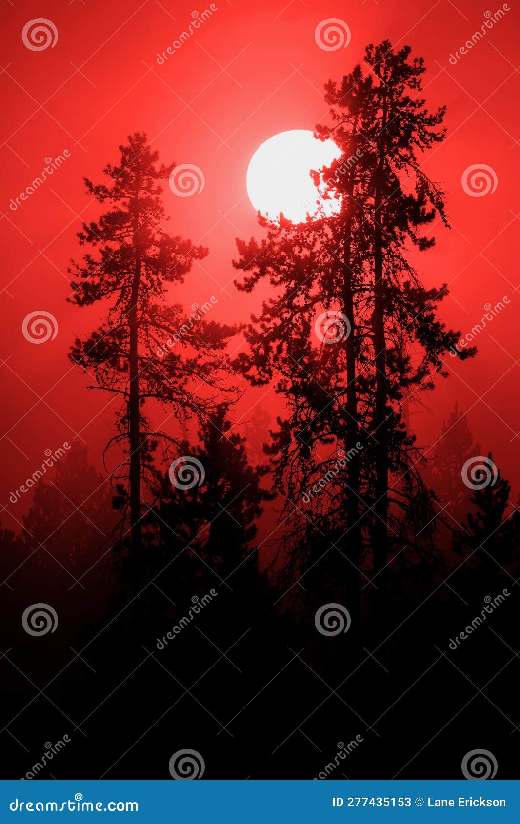 sunlight deep red in morning mist fog in pine tree forest wilderness