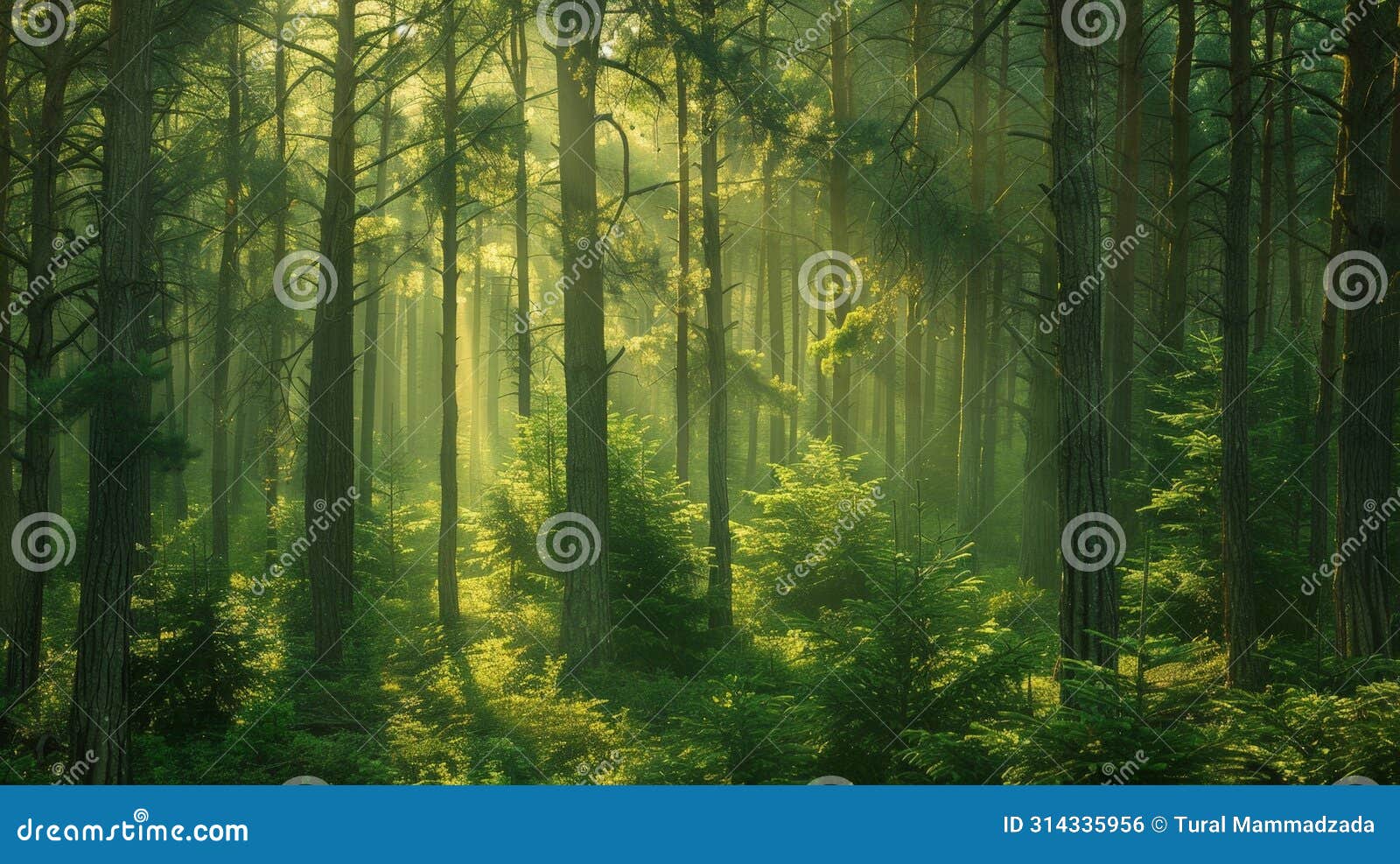 sunlight filtering through dense forest canopy