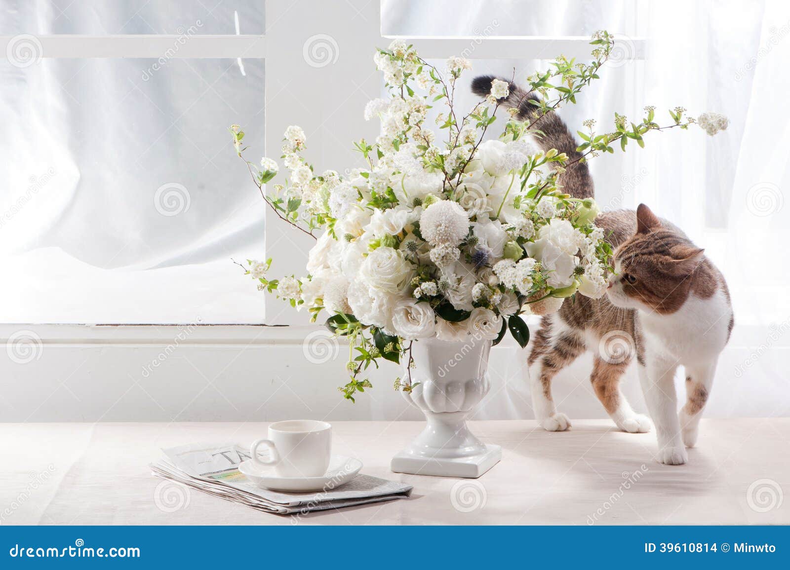Sunlight Flower and Cat stock photo. Image of beautiful 39610814