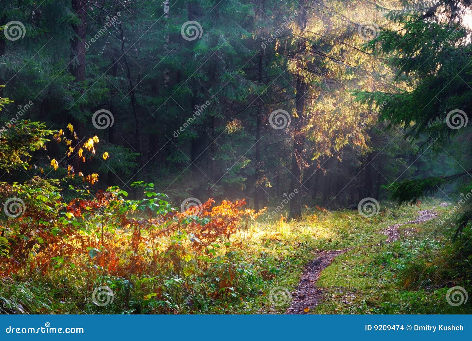 Sunlight In Forest Stock Photo Image Of Beauty Bright 9209474