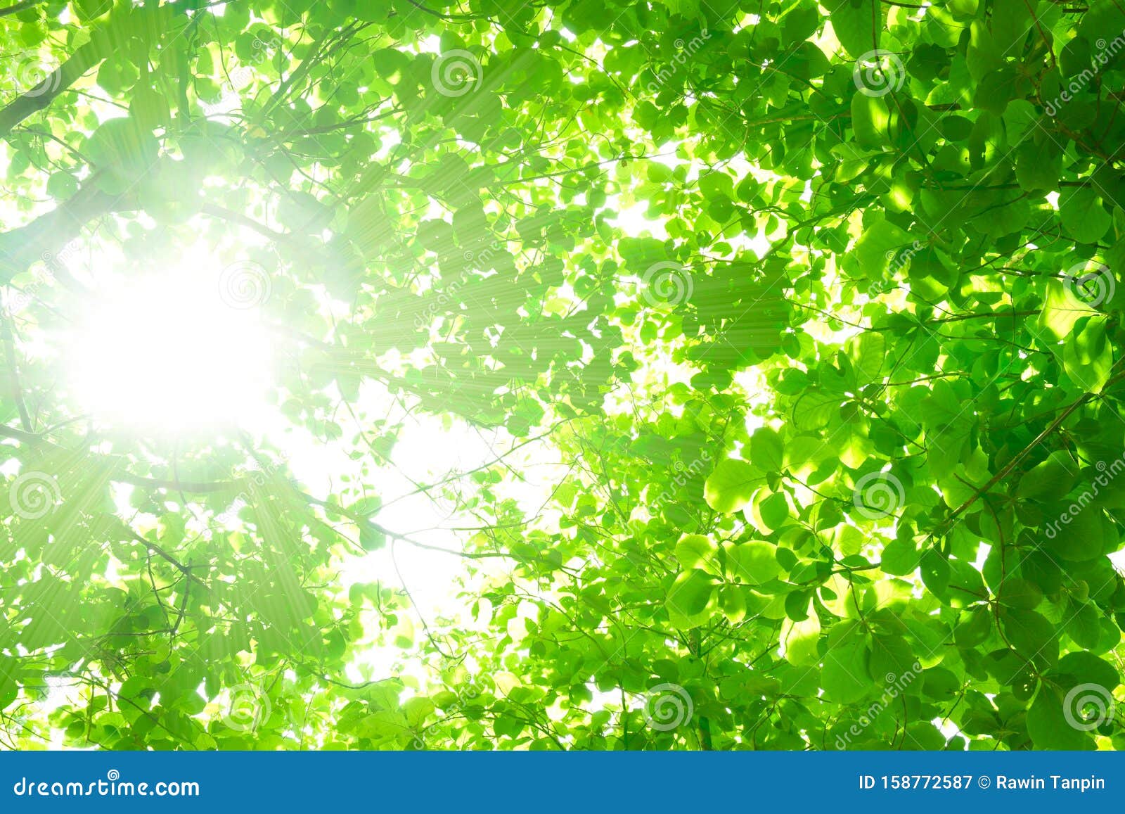 Sunlight through the Fresh Green Leaves,Bright Green Leaves Background