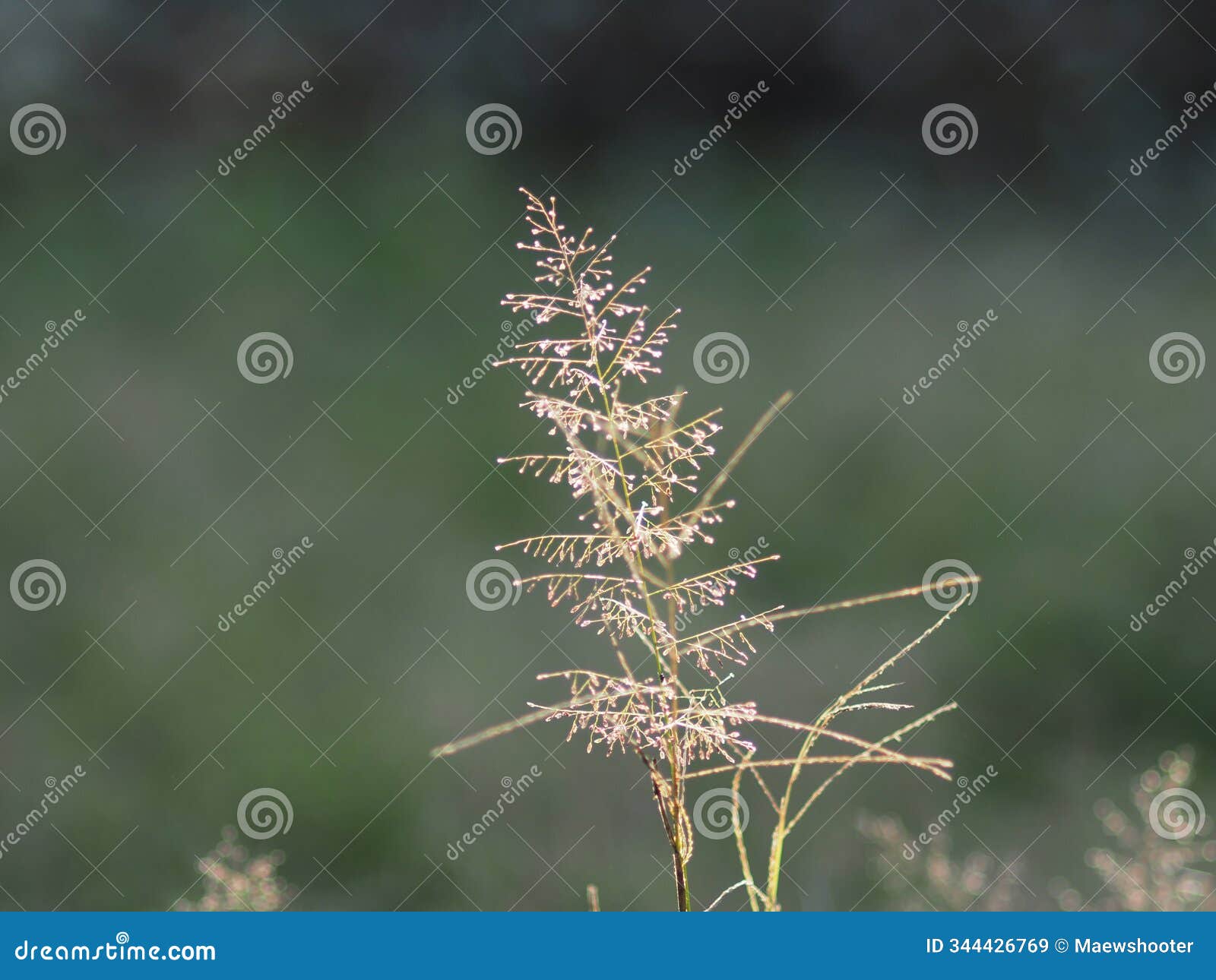 sunlight grass flied and blur background bokeh sweet flower
