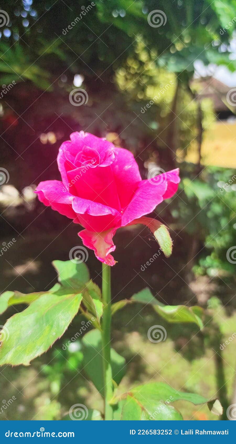 Sunlight mini rose stock photo. Image of mini, wildflower 226583252