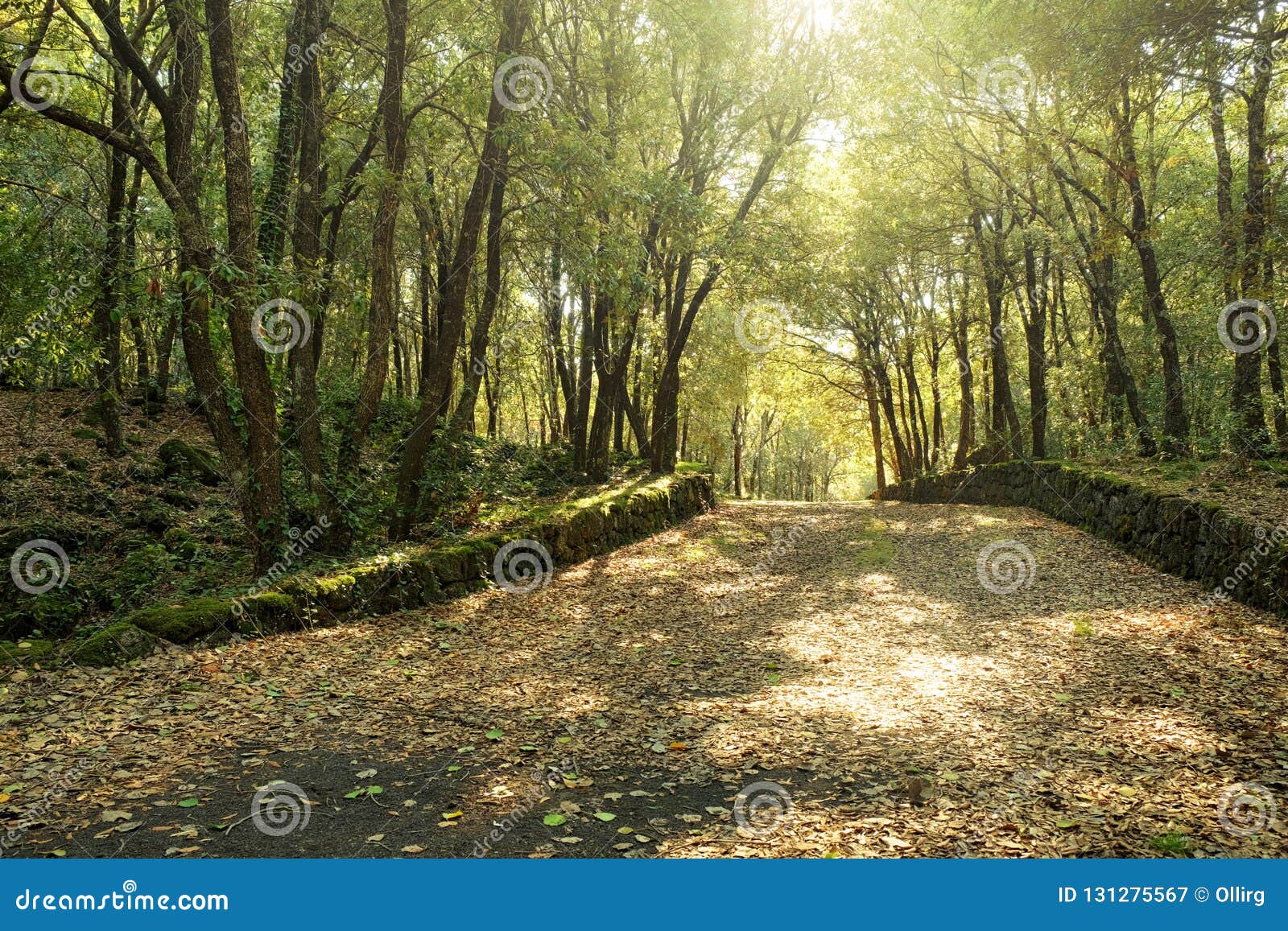 sunlight on path in oak woods of etna park, sicily