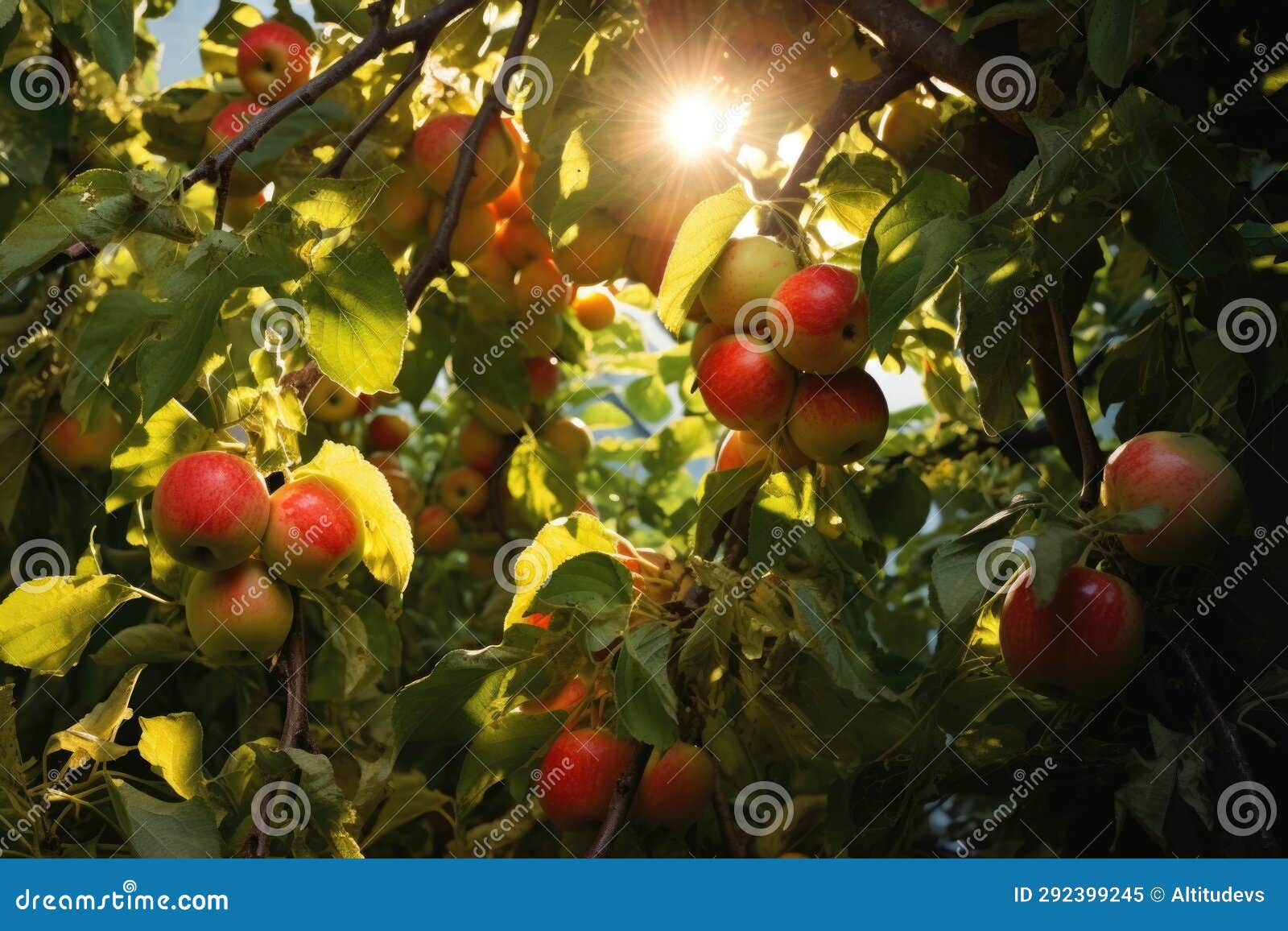 Sunlight Peeking through Apple Tree Branches, Illuminating Apples Stock