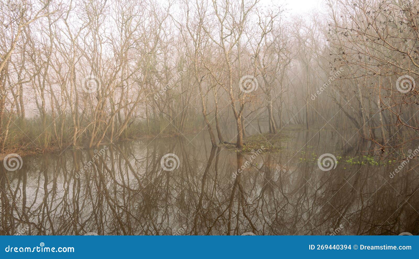 sunlight pierces the fog and dissipates it, incrementally restoring color to the forest
