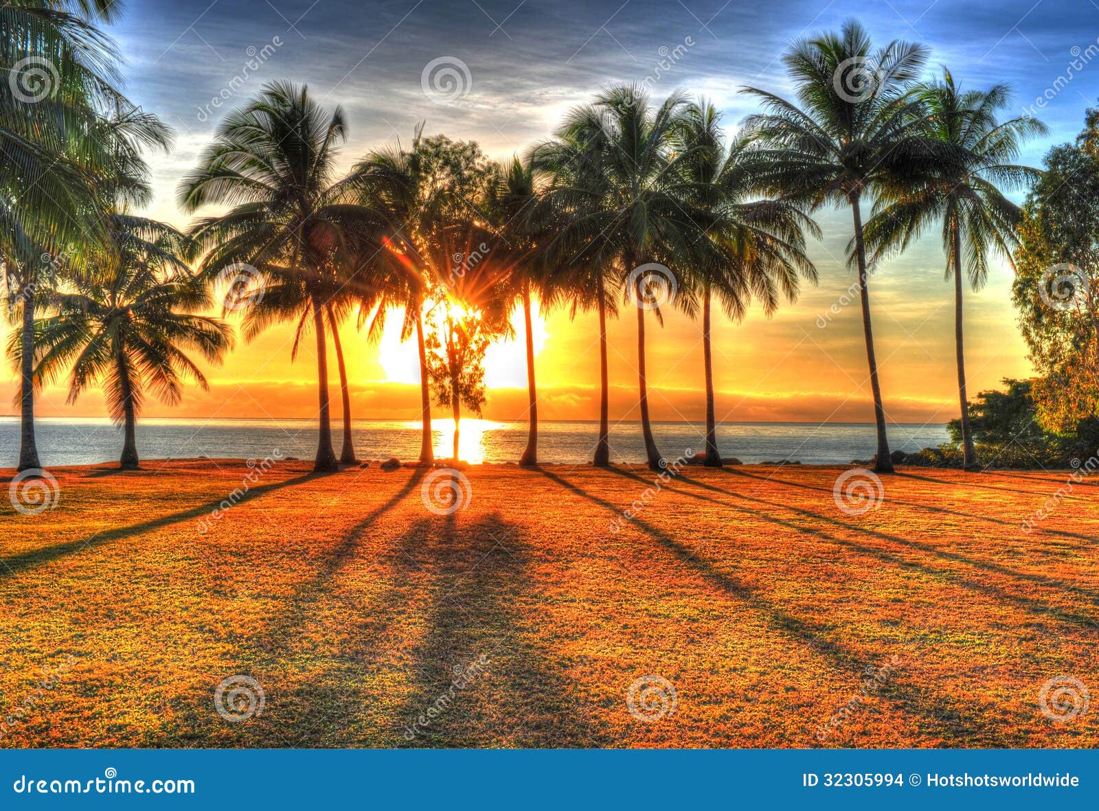 sunlight rising behind palm trees in hdr, port douglas, australia