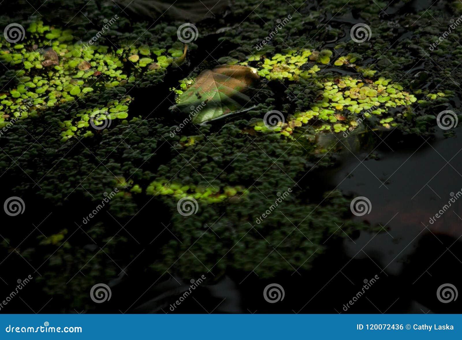 Nature`s Sunlight Shining on Algae and Leaf in Water Stock Photo ...