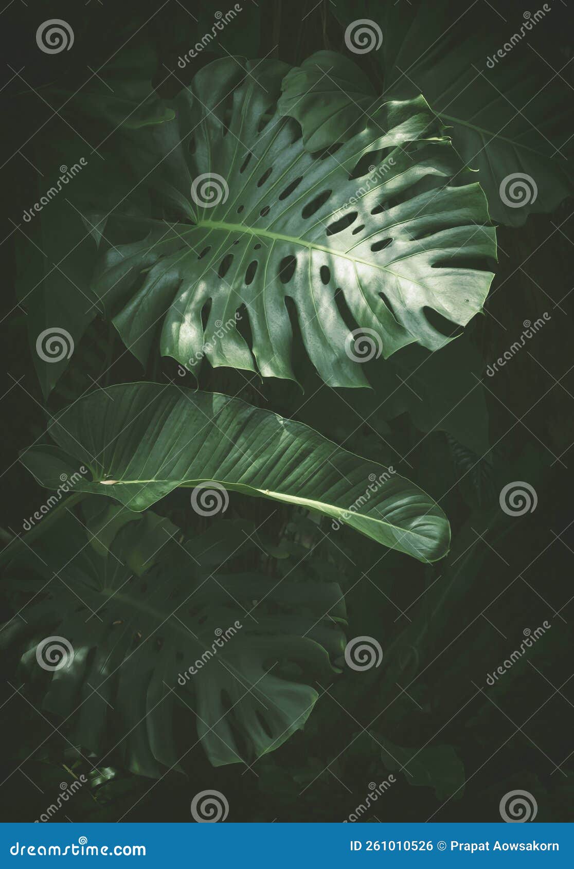 sunlight and shade on surface of jungle monstera leaves with green plants are growing in botanical garden