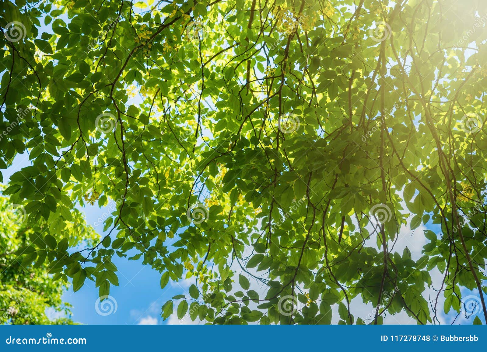 Sunlight Shining through Fresh Green Leaf in the Morning at the Stock ...