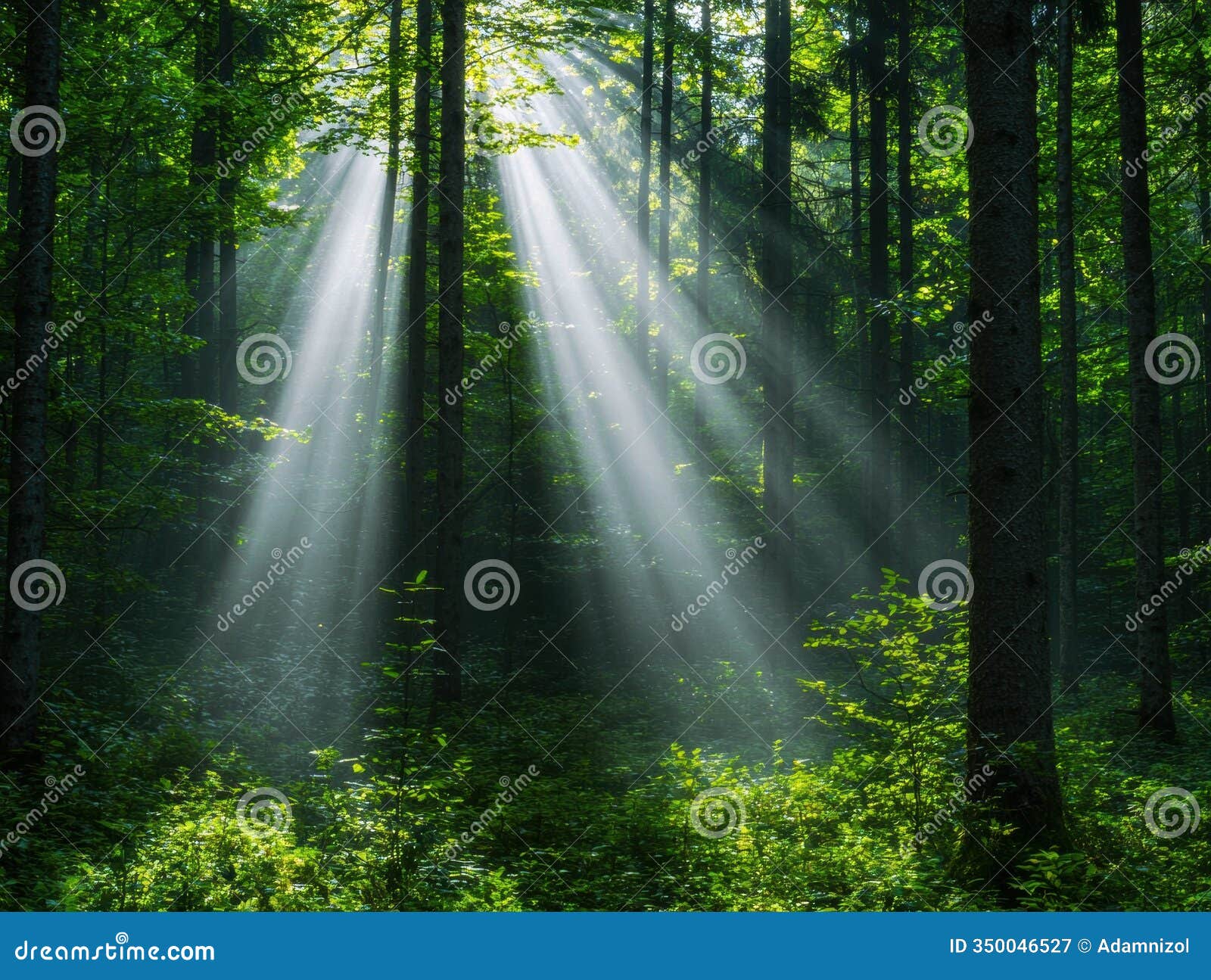 sunlight streaming through lush green forest