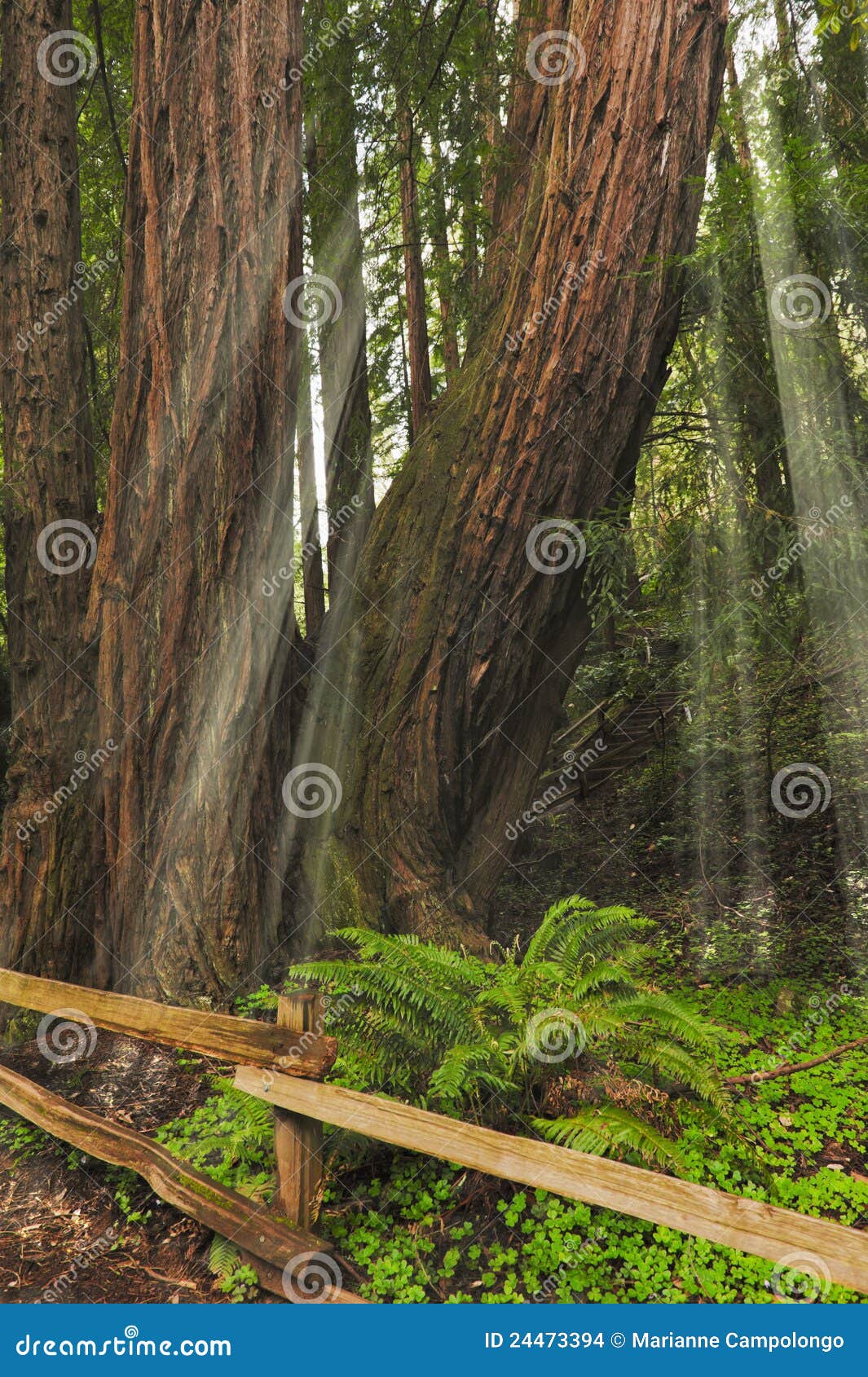 sunlight thru giant redwoods sequoia sempervirens