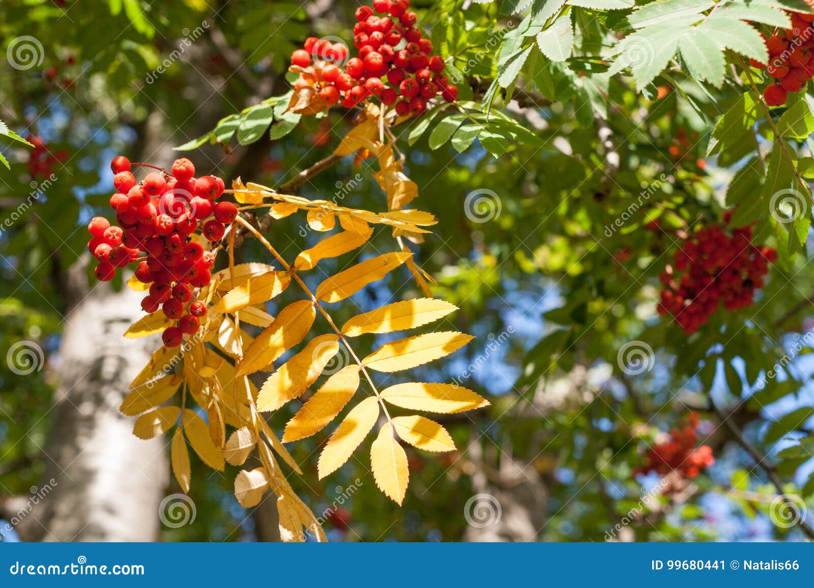 Sunlit Autumn Yellow Leaves and Red Berries of Rowan. Stock Image ...