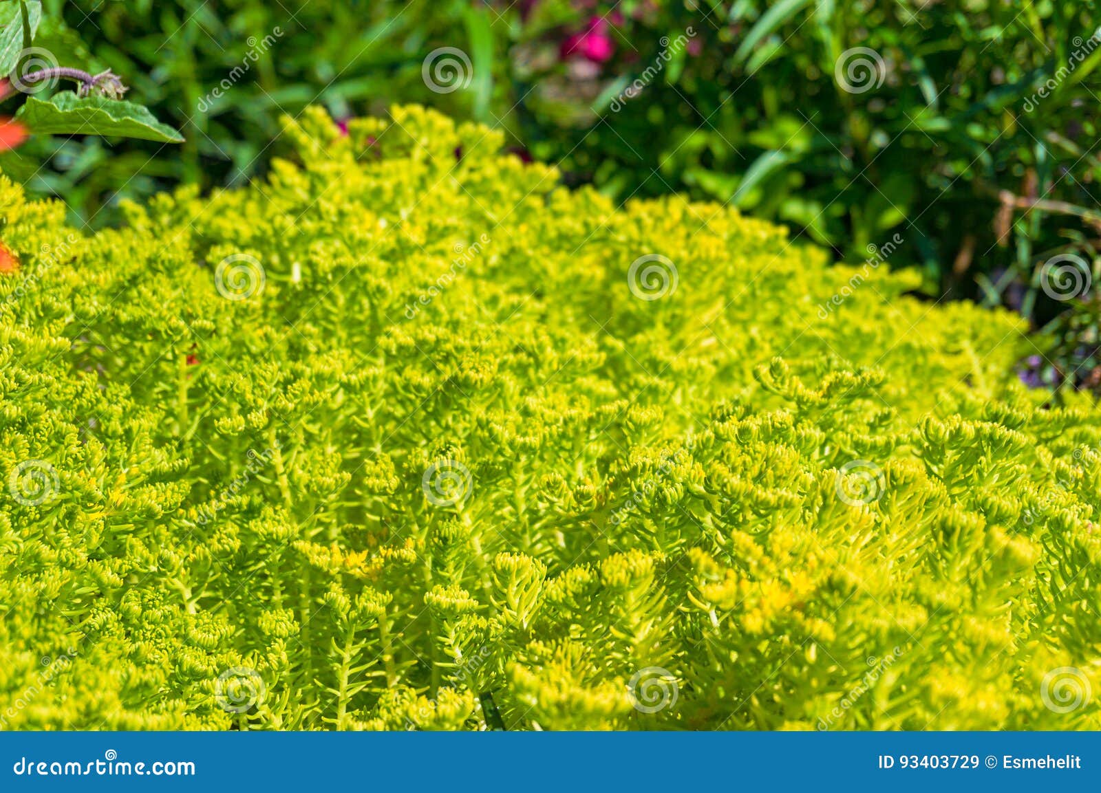 Sunlit Bright Yellow Green Plant Stock Image Image of sunlit, natural