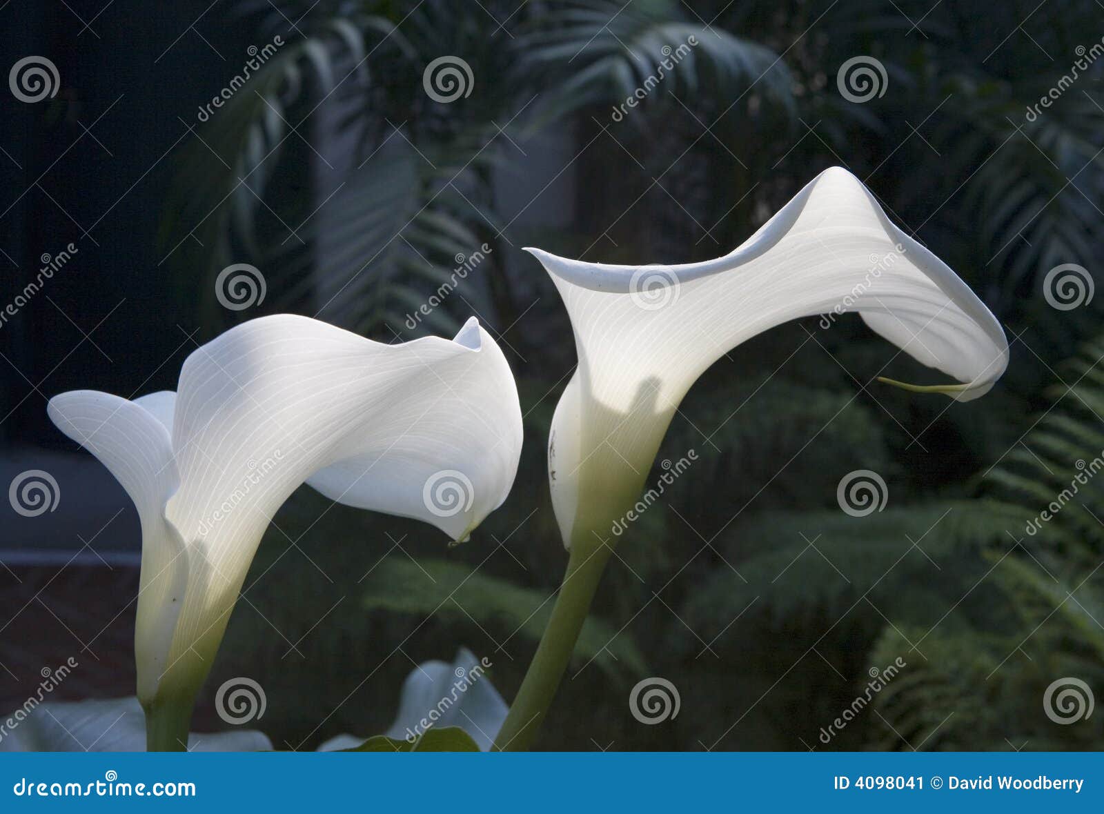 sunlit calla lilies