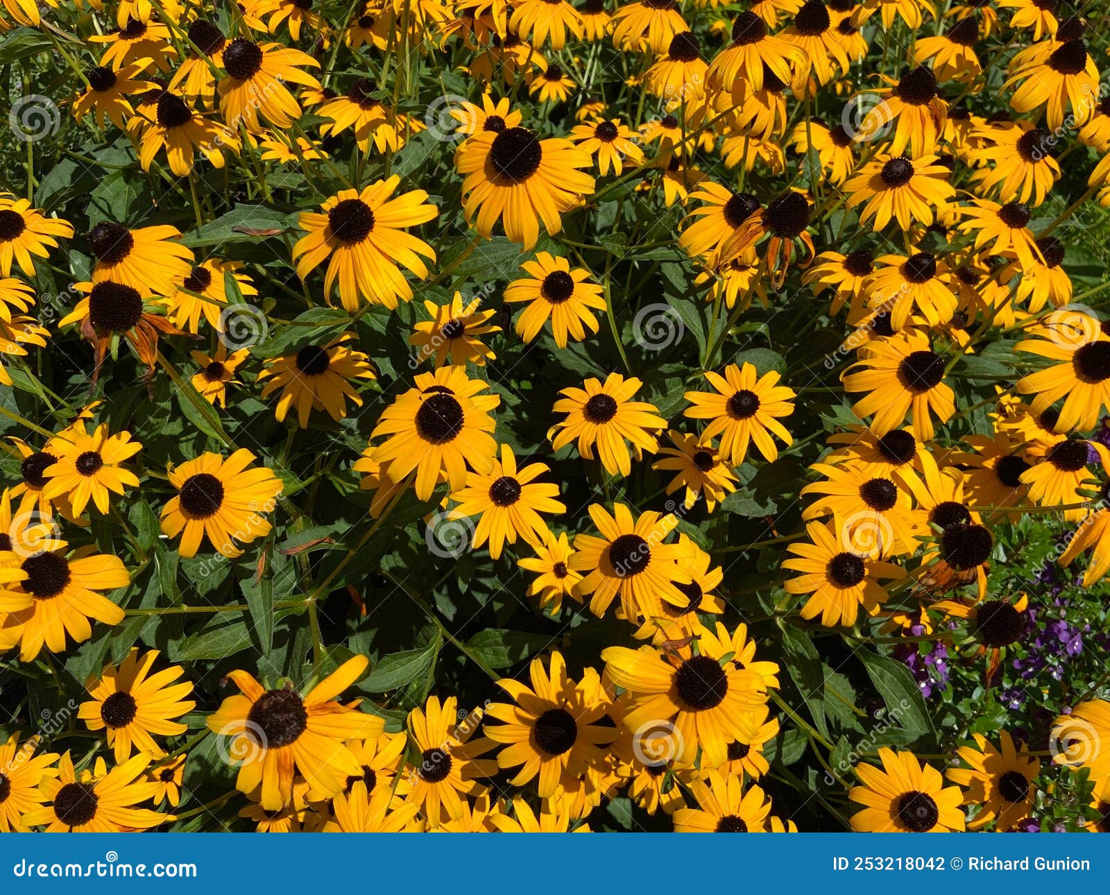 Sunlit Conehead Flowers in Summer in August Stock Photo Image of