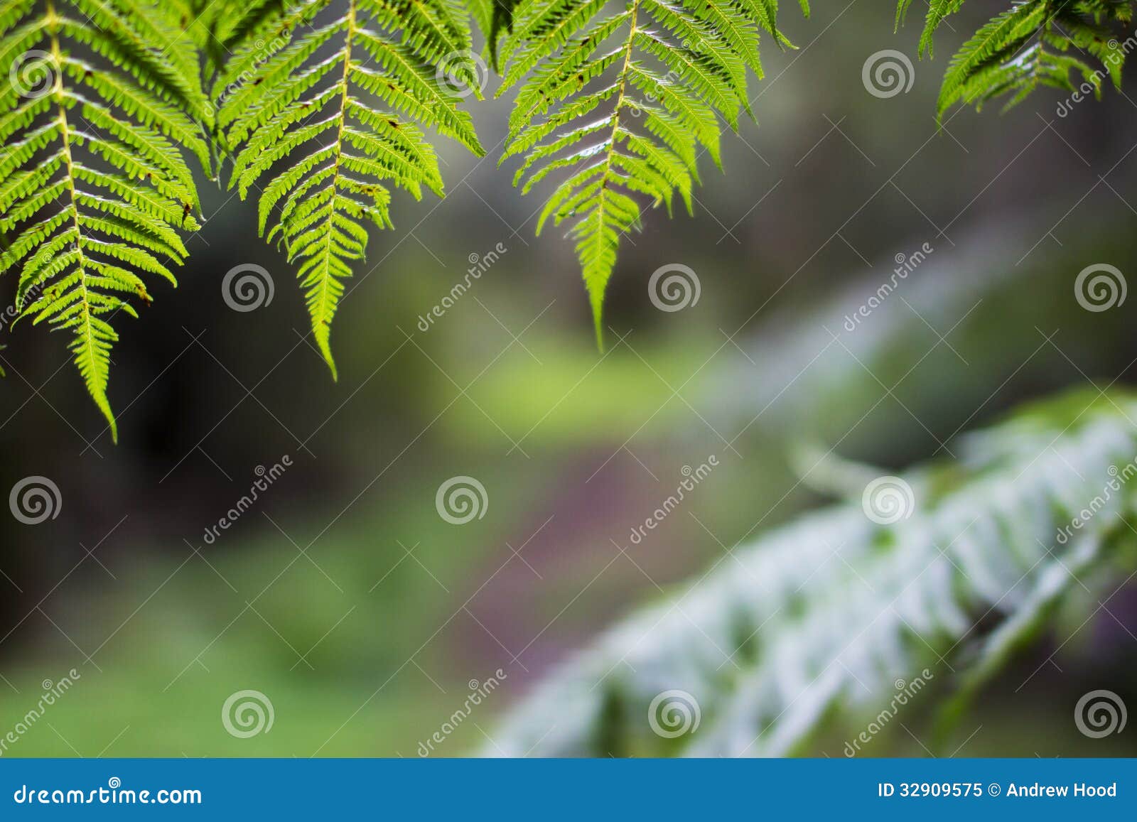 sunlit ferns overhanging forest trail