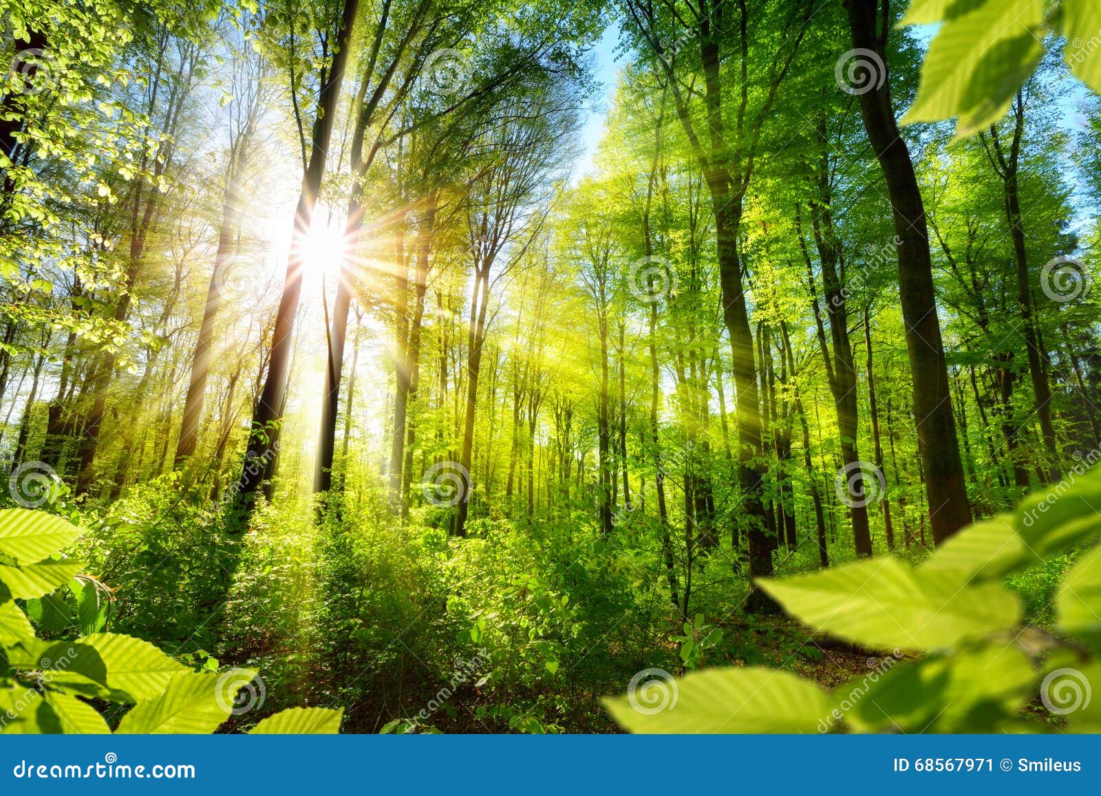 sunlit foliage in the forest