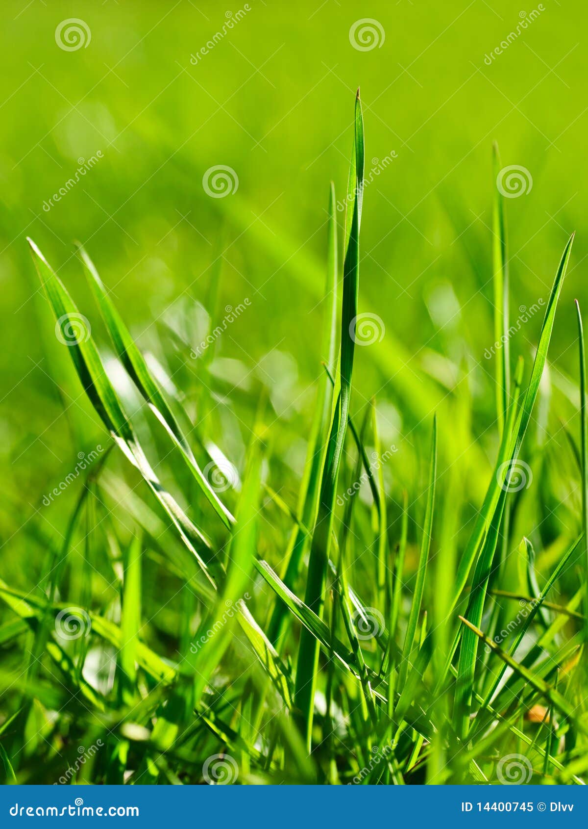 Sunlit grass stock image. Image of abstract, bright, spring - 14400745