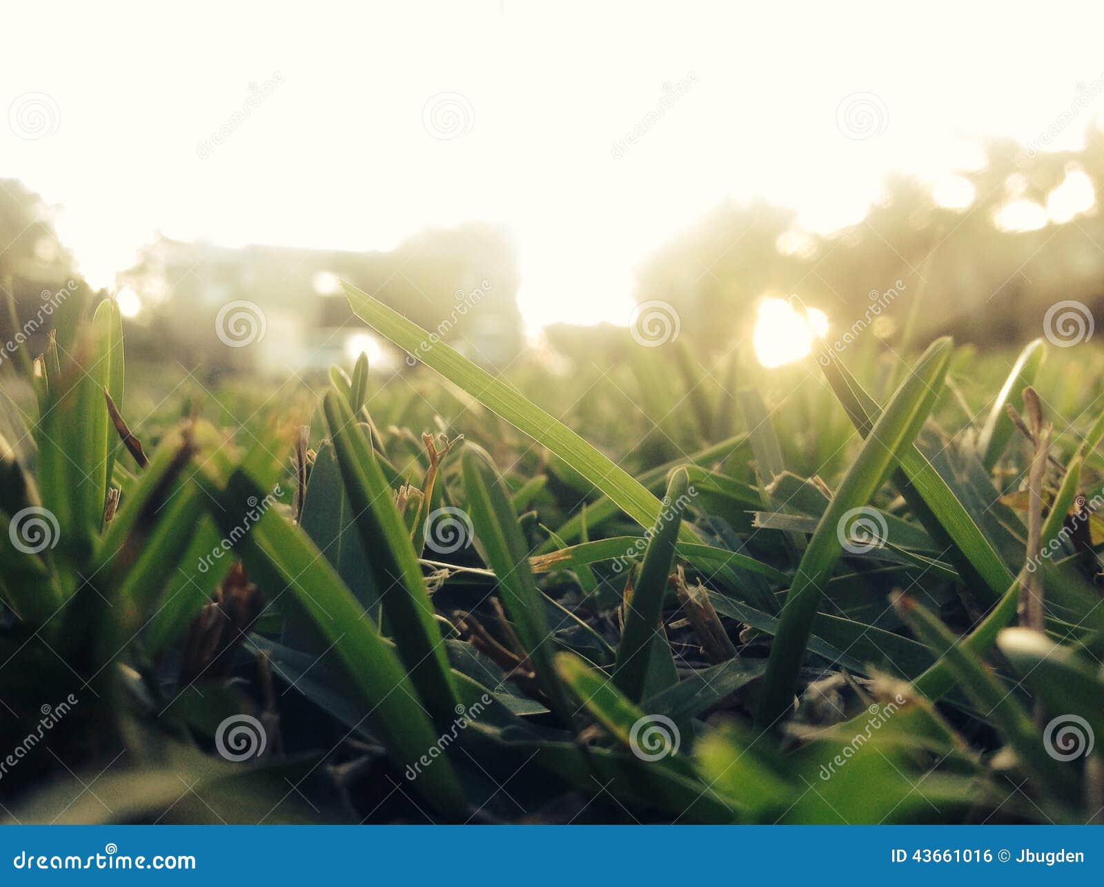 Sunlit Grass stock photo. Image of morning, ground, grass - 43661016