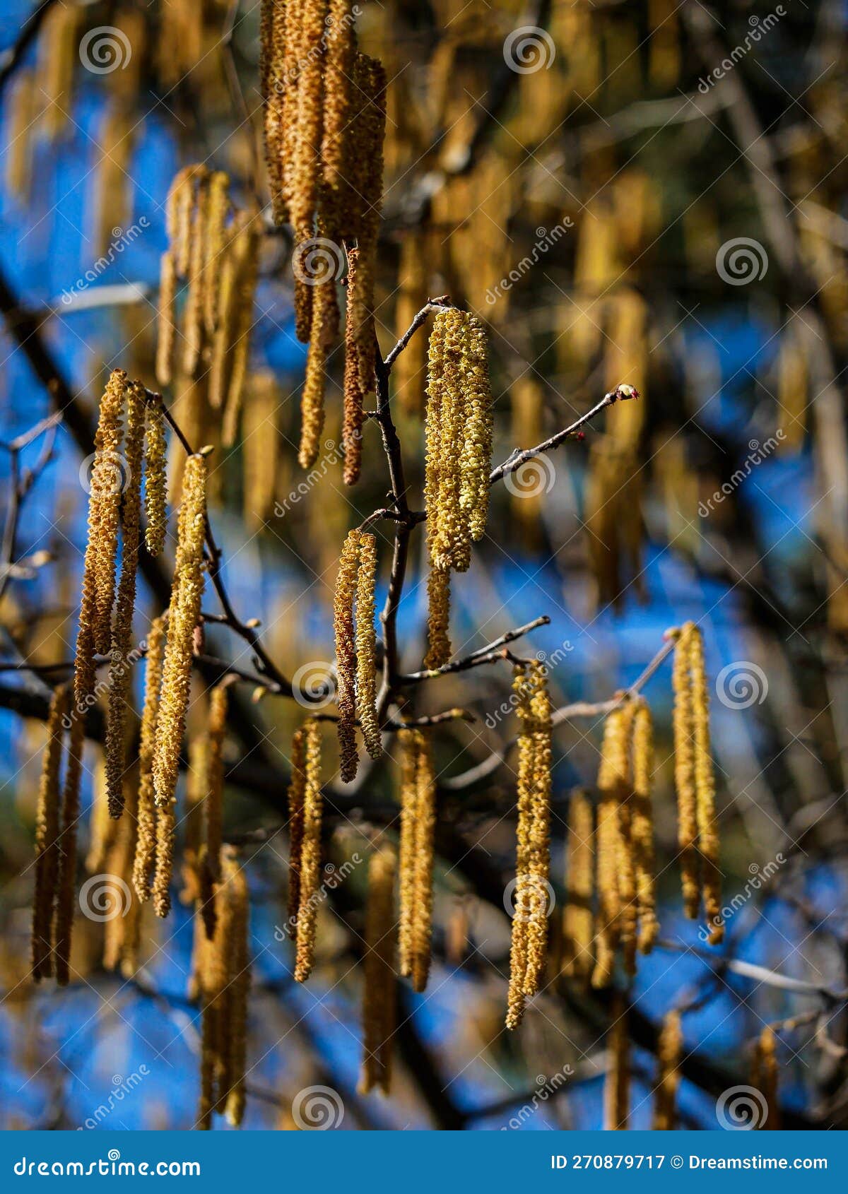 Sunlit Hazelnut Blossom on it S Tree in Spring. Stock Image Image of