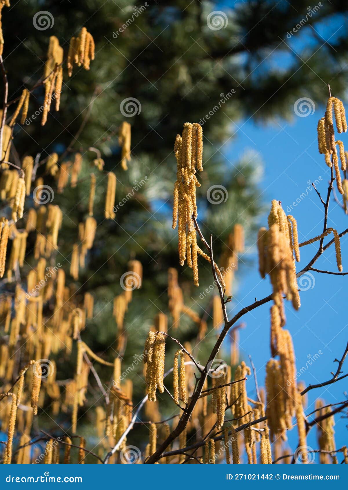 Sunlit Hazelnut Blossom on it S Tree in Spring. Stock Photo Image of